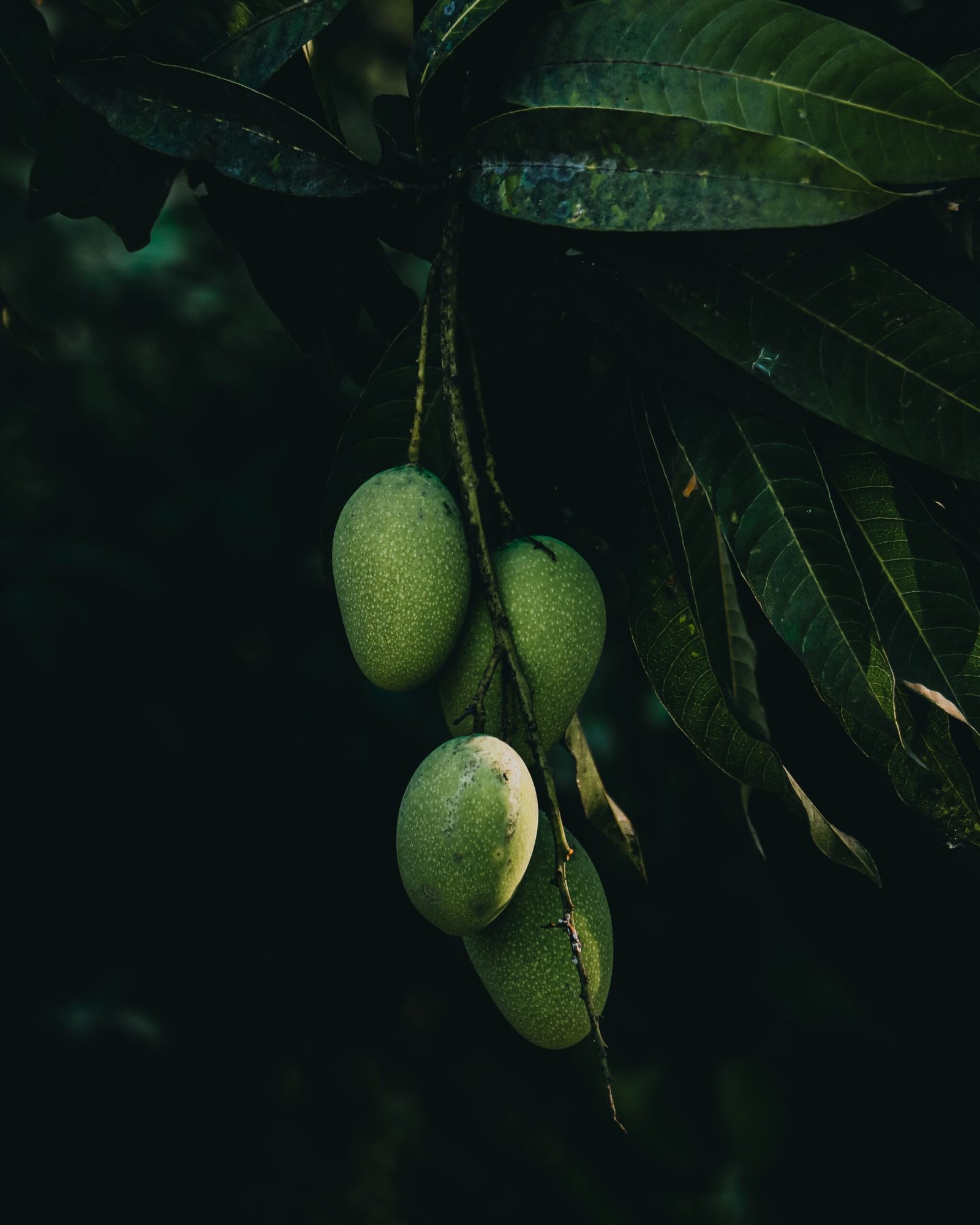 KARIKAR Hybrid Mango Grafted Live Fruit Plant for Home Garden - Image 3