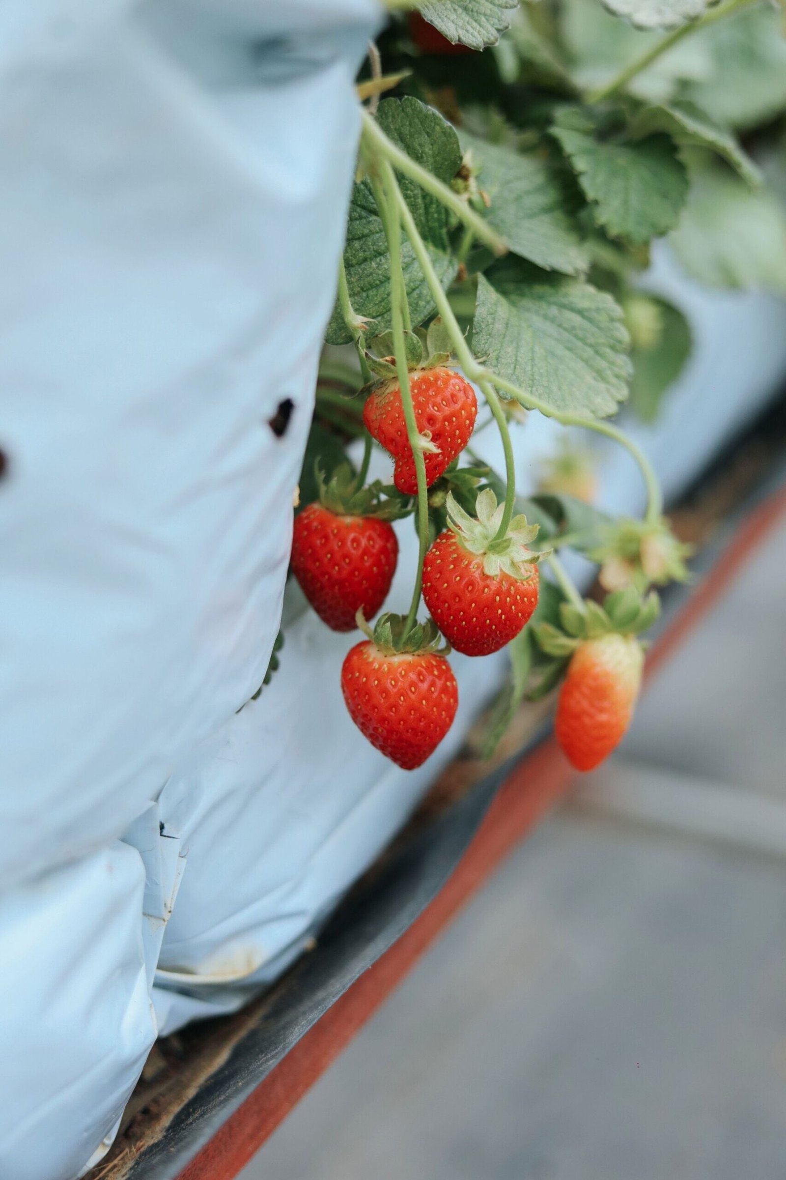 KARIKAR Strawberry Fruit Live Grafted Plant for Home Garden - Image 2
