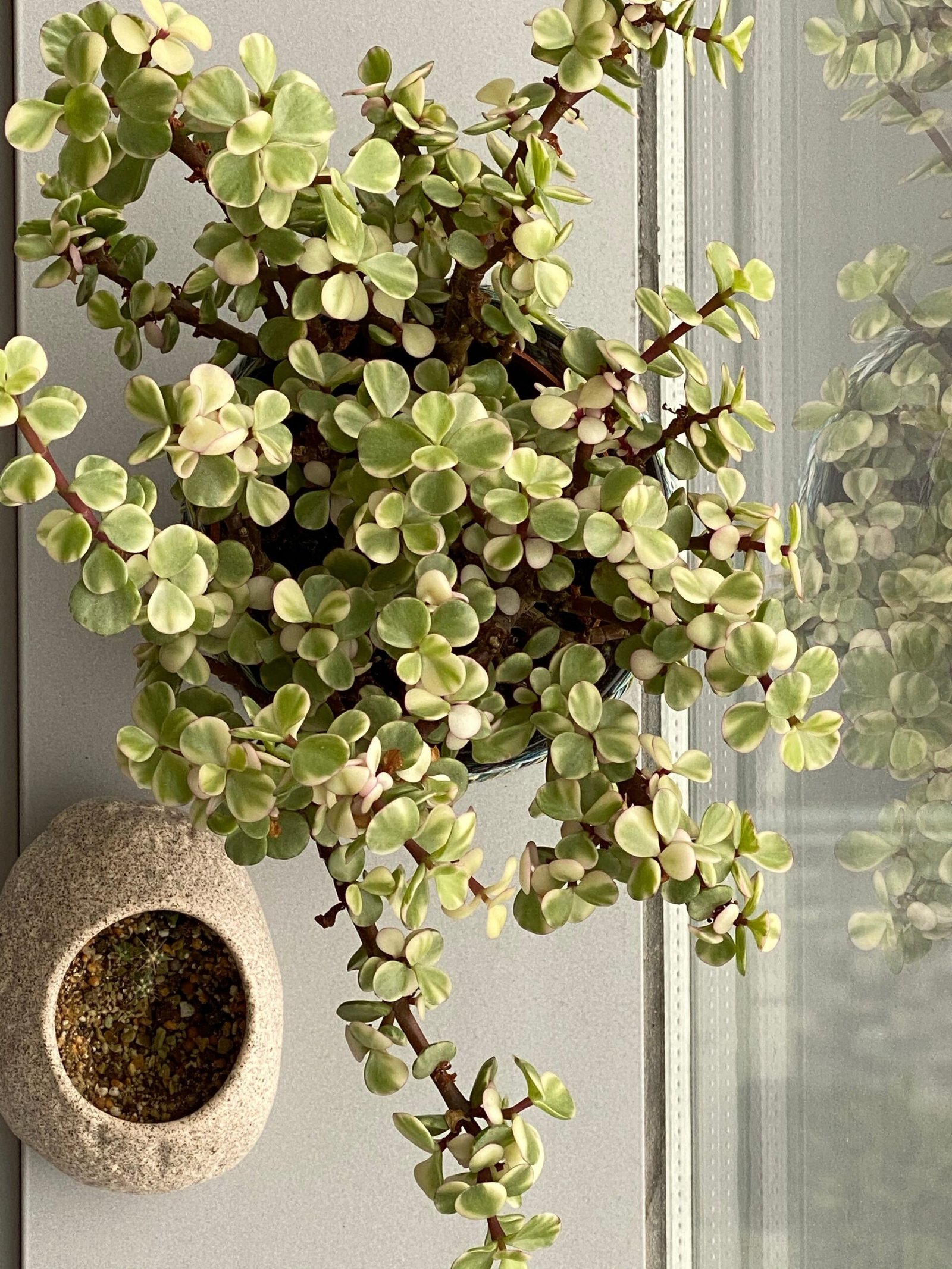 KARIKAR Kuberakshi / Jade Plant Grafted Live Succulent Plant for Home Indoor, Office, Balcony and Garden Décor - Image 3