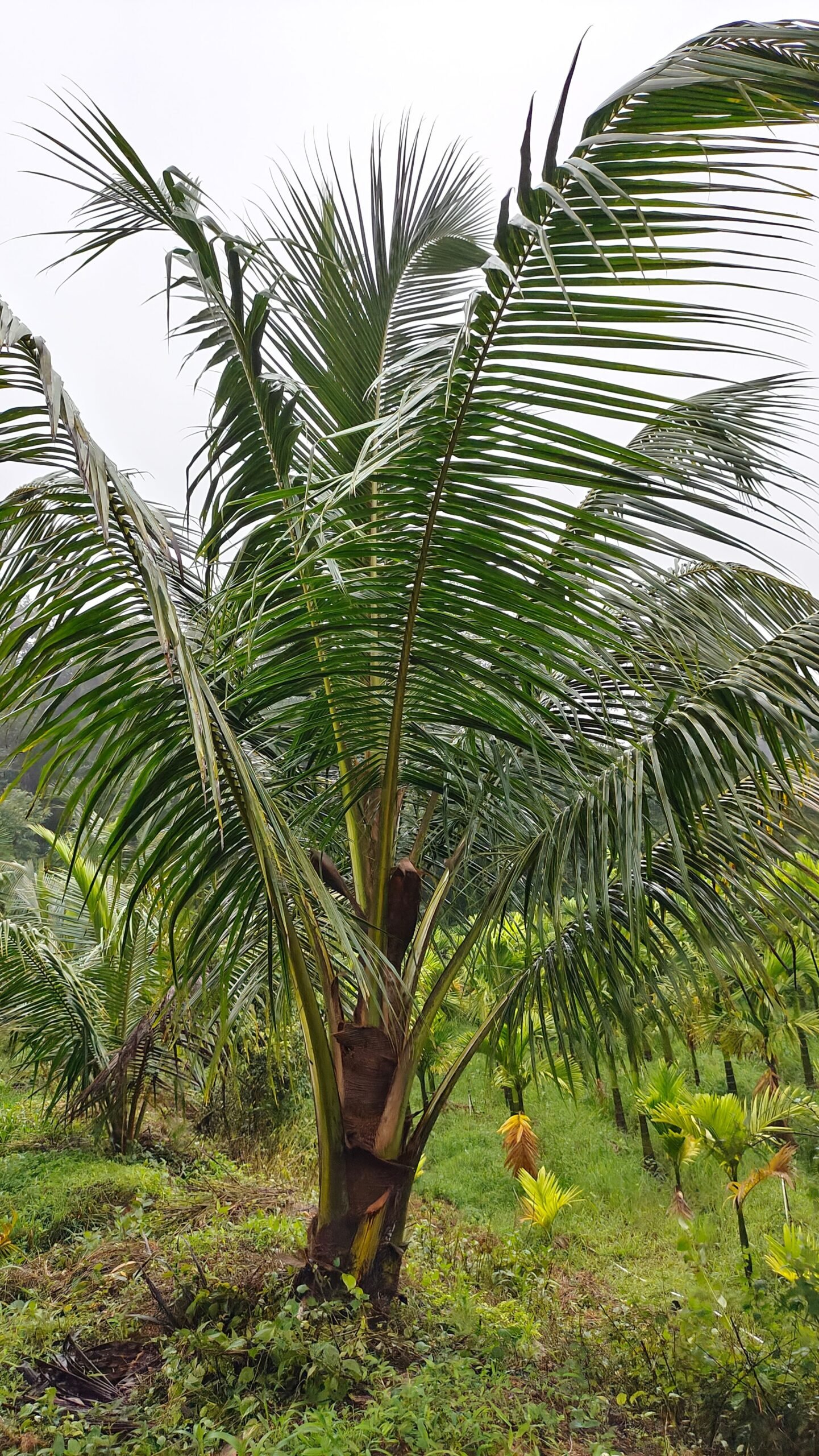 KARIKAR Malaysian Green Dwarf Coconut Grafted Live Plant for Home Garden - Image 2
