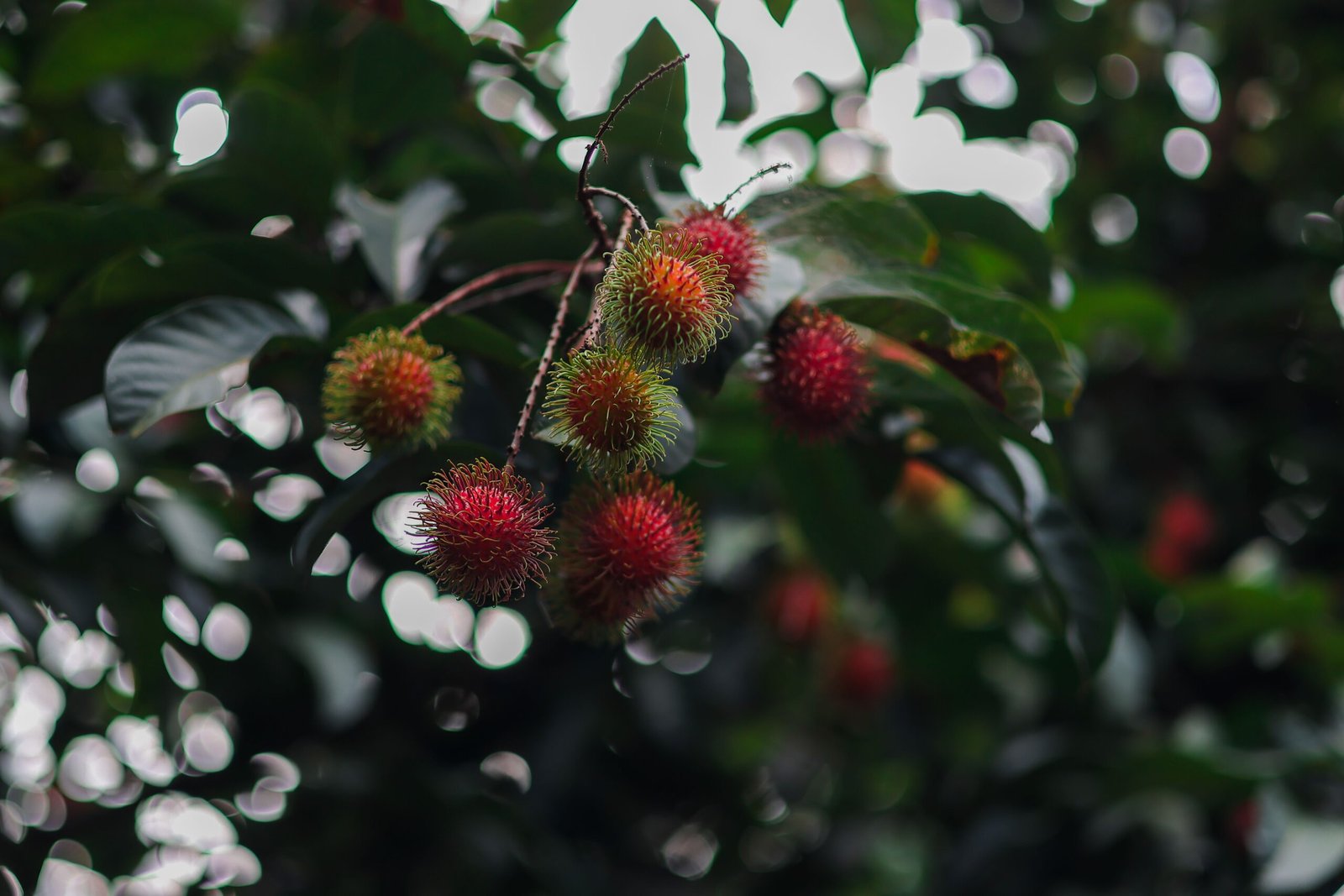 KARIKAR Red Rambutan Fruit Grafted Live Plant for Home Garden - Image 3
