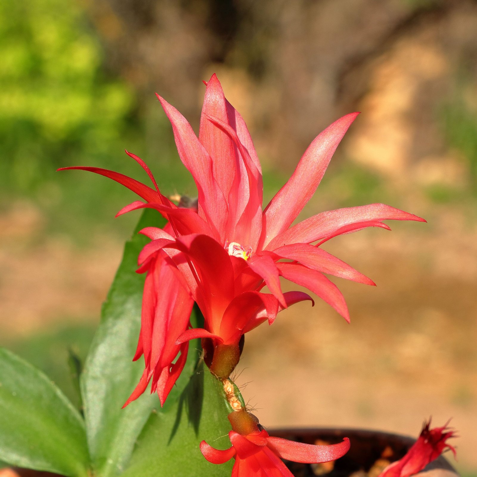 KARIKAR Red ZygoCactus / Crab Cactus Grafted Live Succulent Plant for Home Indoor, Garden and Office Décor - Image 3