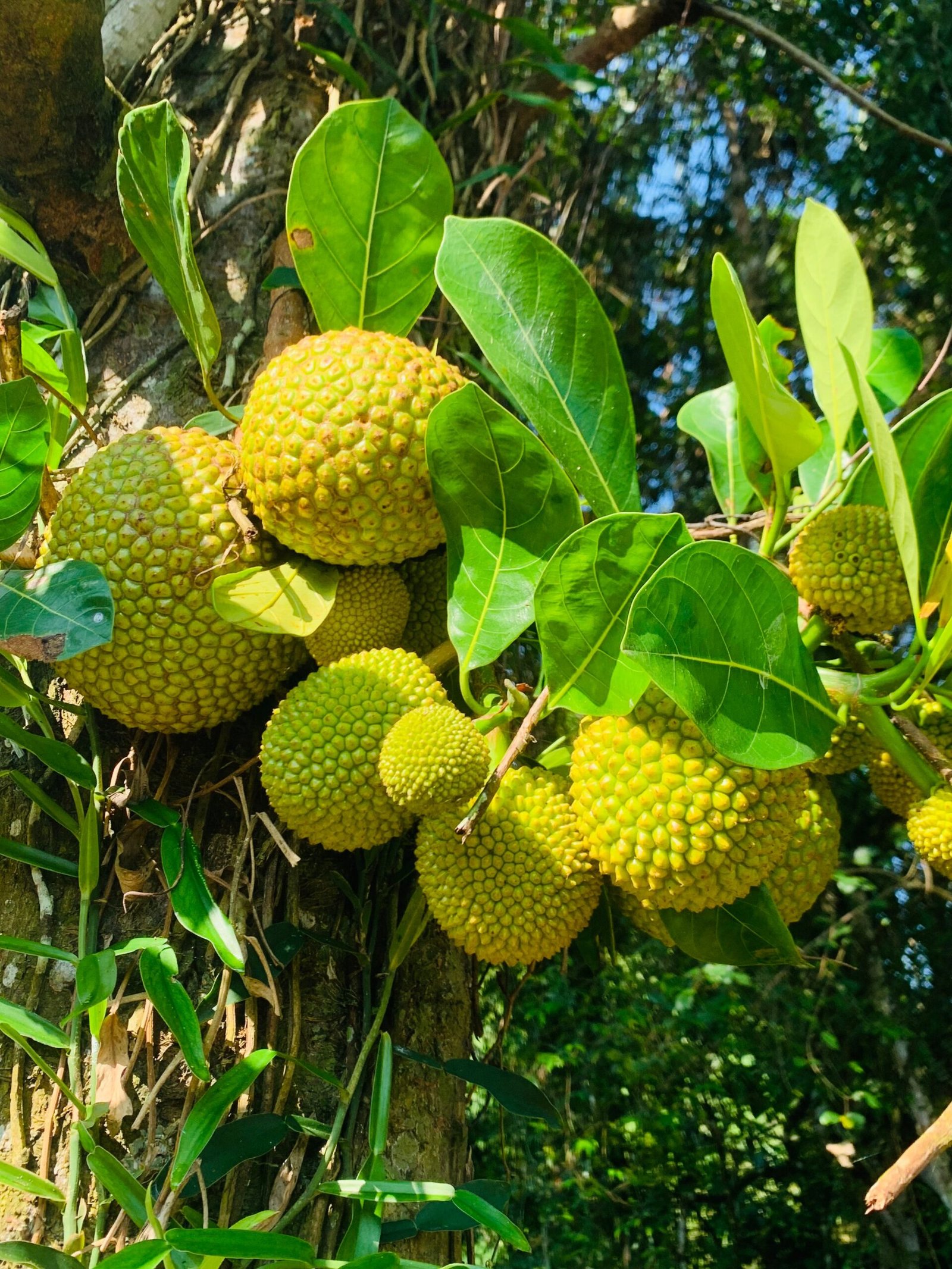 KARIKAR Khaja Jackfruit Grafted Live Fruit Plant – Healthy Jackfruit Tree Plant for Home Garden - Image 3