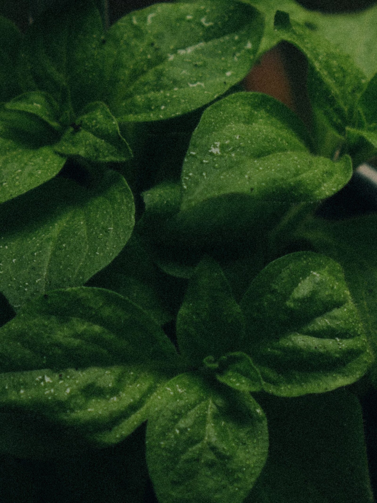 KARIKAR Tulsi (Camphor Basil) Grafted Live Plant, Aromatic Green Herbal Plant for Home Garden - Image 3