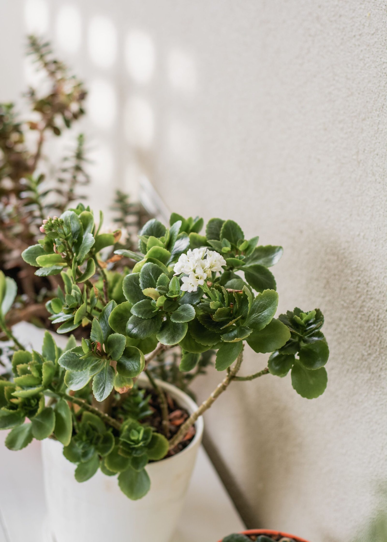 KARIKAR Crassula Grafted Live Succulent Plant for Home Indoor, Office, Balcony and Garden Décor - Image 3