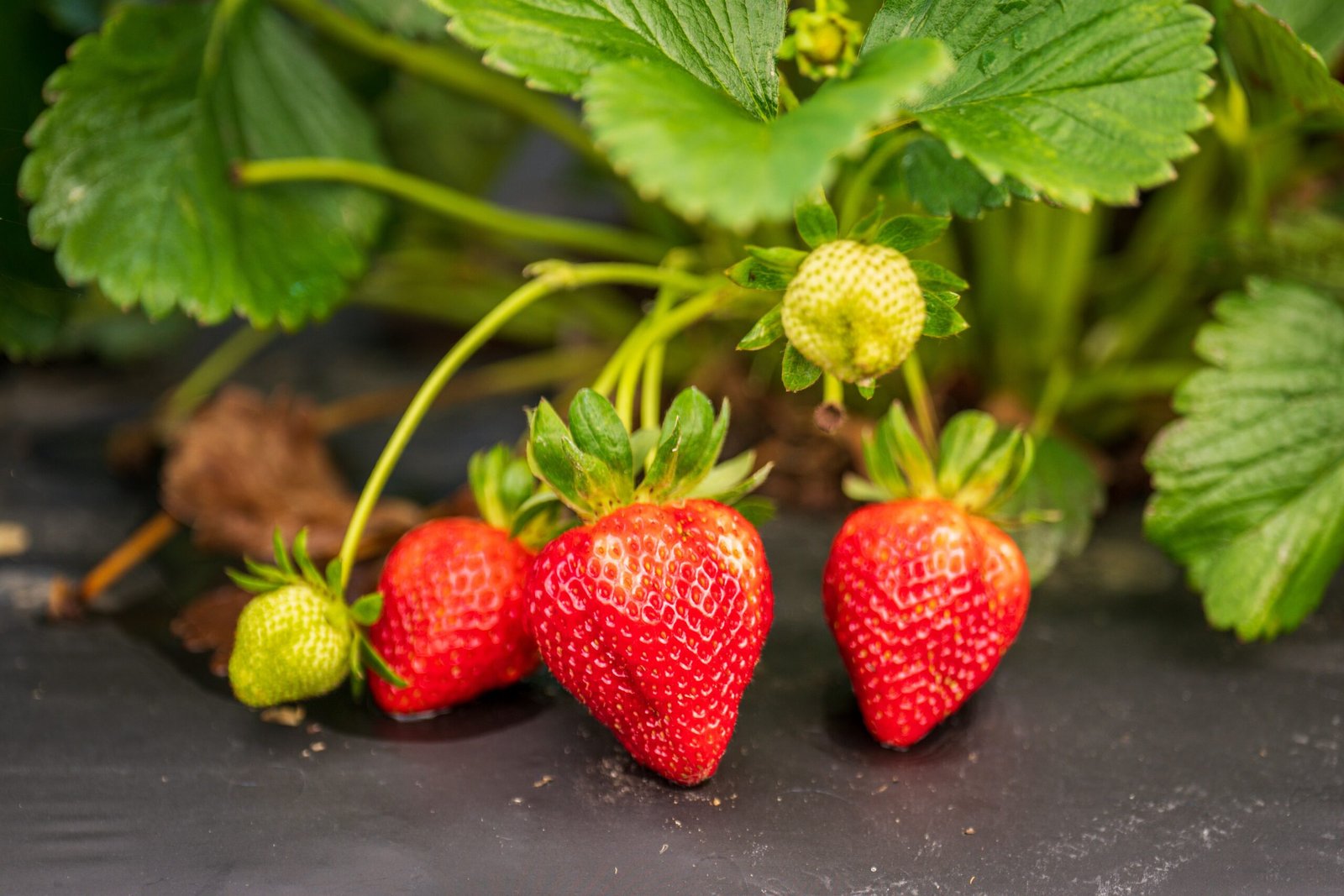 KARIKAR Strawberry Fruit Live Grafted Plant for Home Garden - Image 3