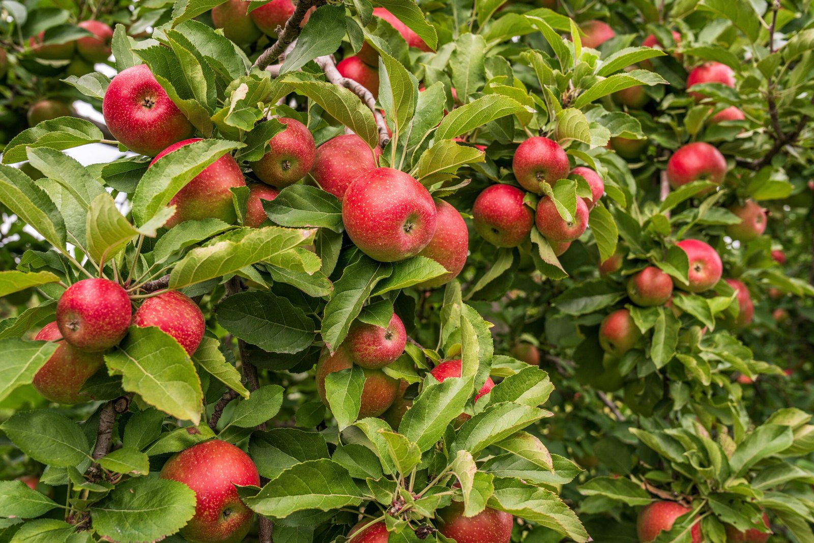 KARIKAR Hybrid Apple Grafted Live Fruit Plant for Home Garden - Image 3