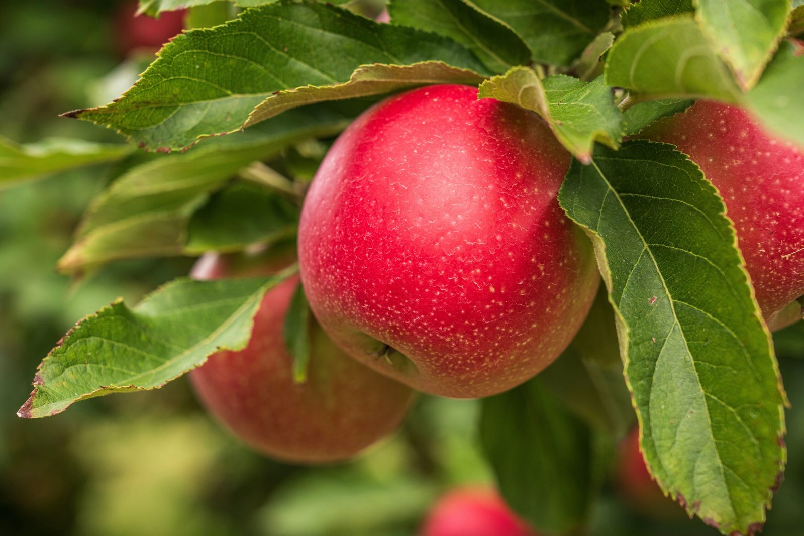 KARIKAR Hybrid Apple Grafted Live Fruit Plant for Home Garden - Image 2