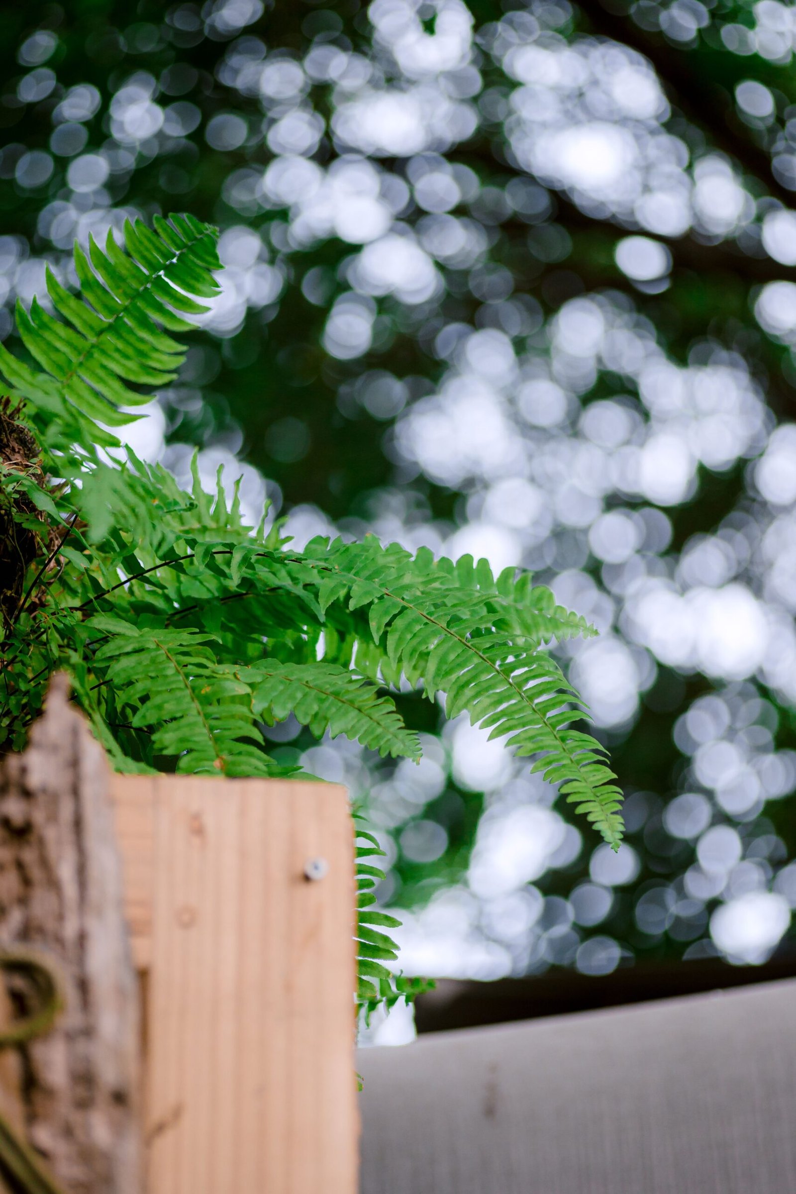 KARIKAR Button Fern Grafted Live Fern Plant for Home Indoor, Balcony, Office & Garden Decor - Image 3