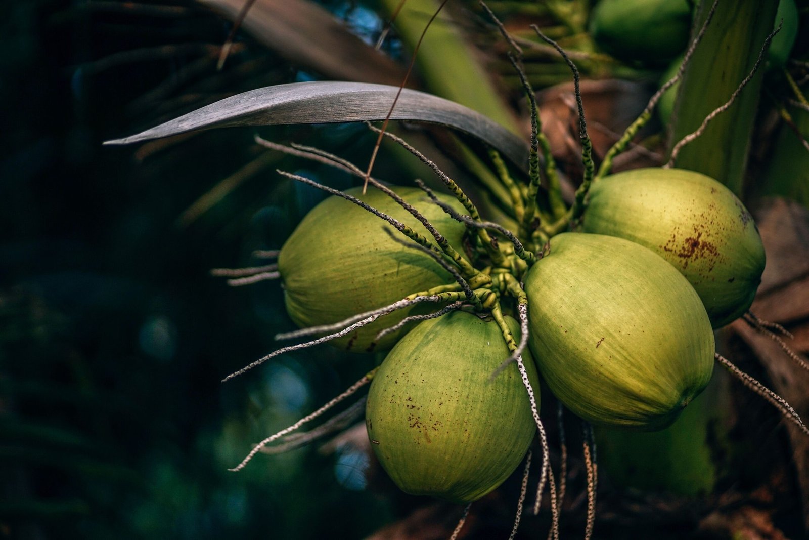 KARIKAR Dwarf Coconut Grafted Live Plant – Healthy Green Coconut Tree for Home Garden - Image 2