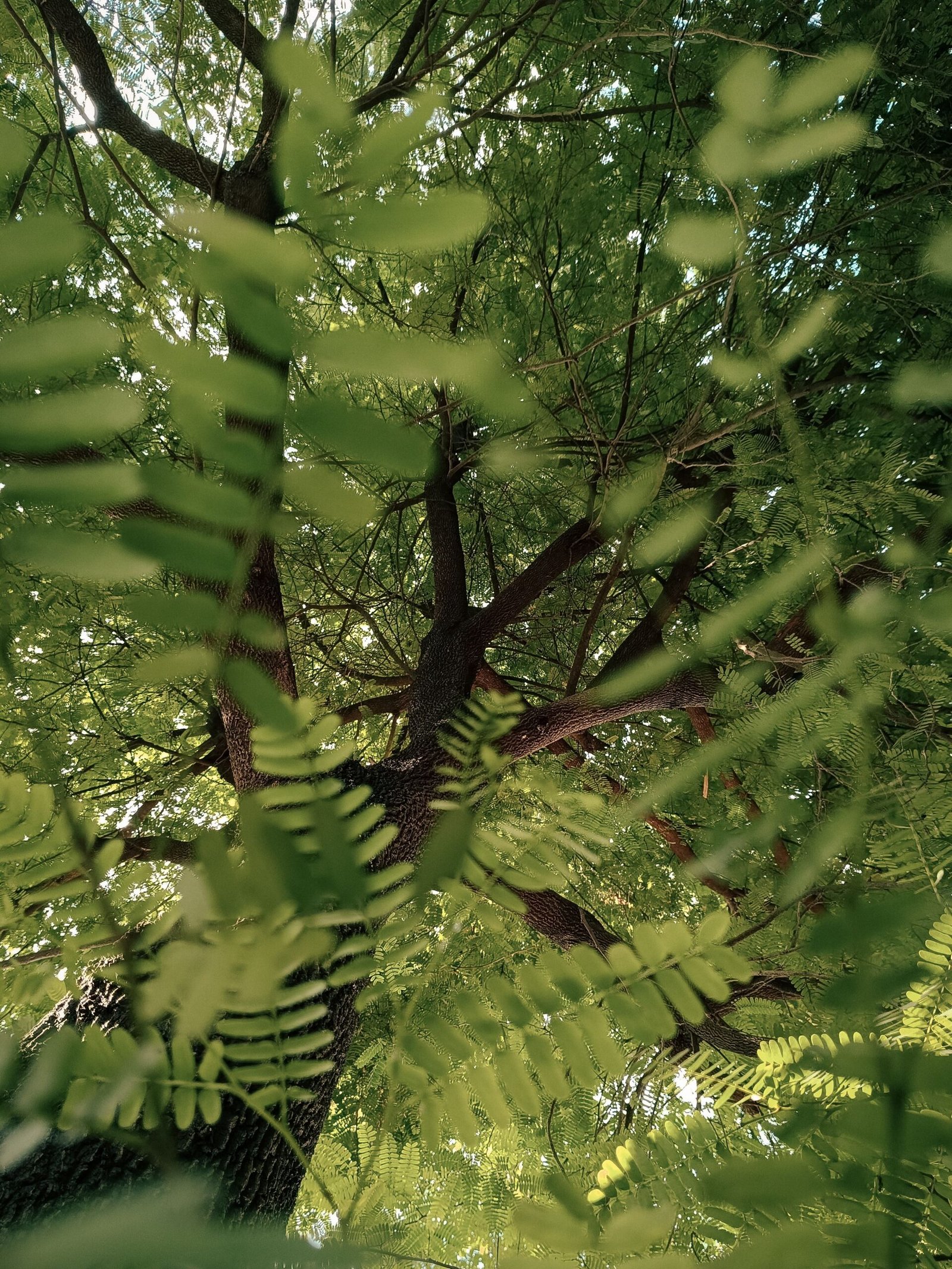 KARIKAR All Time/Baramasi Tamarind Grafted Live Plant for Home Garden - Image 3