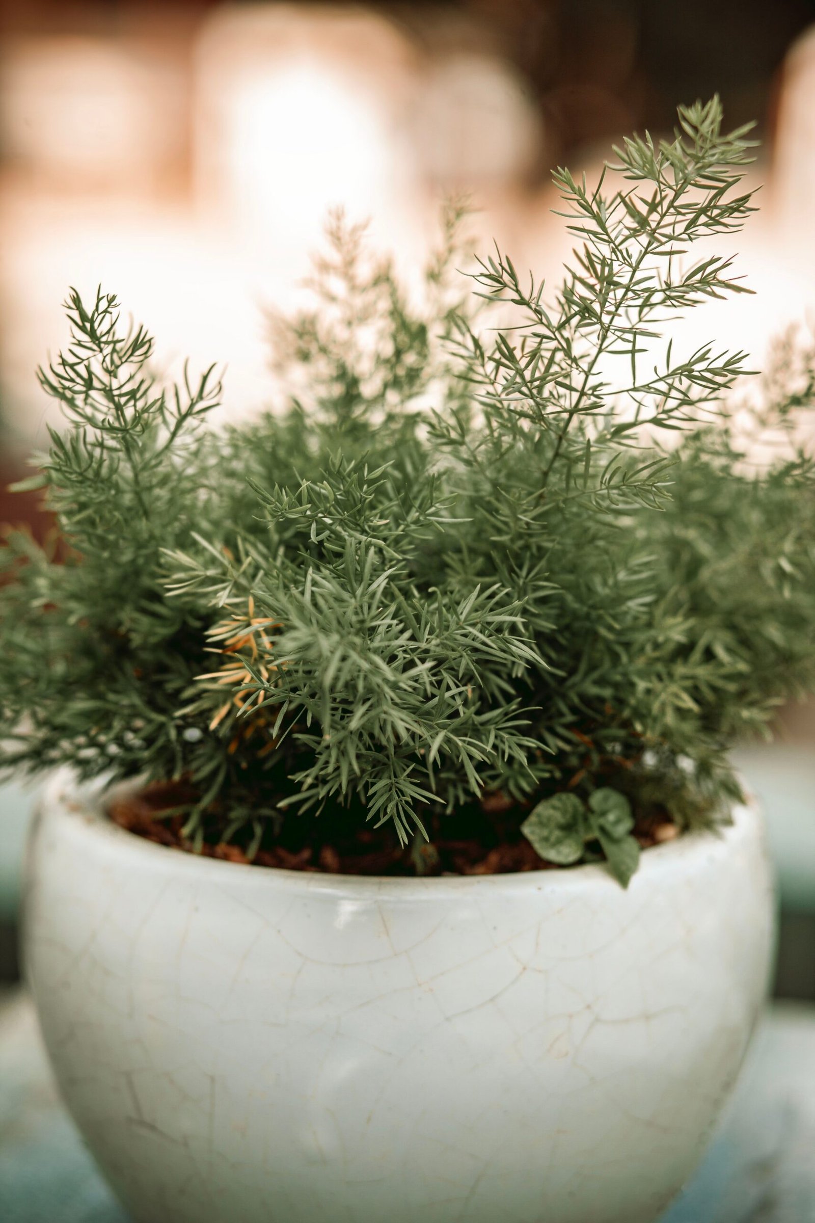 KARIKAR Asparagus Lace Grafted Live Fern Plant for Home Indoor, Balcony & Garden Decor - Image 2