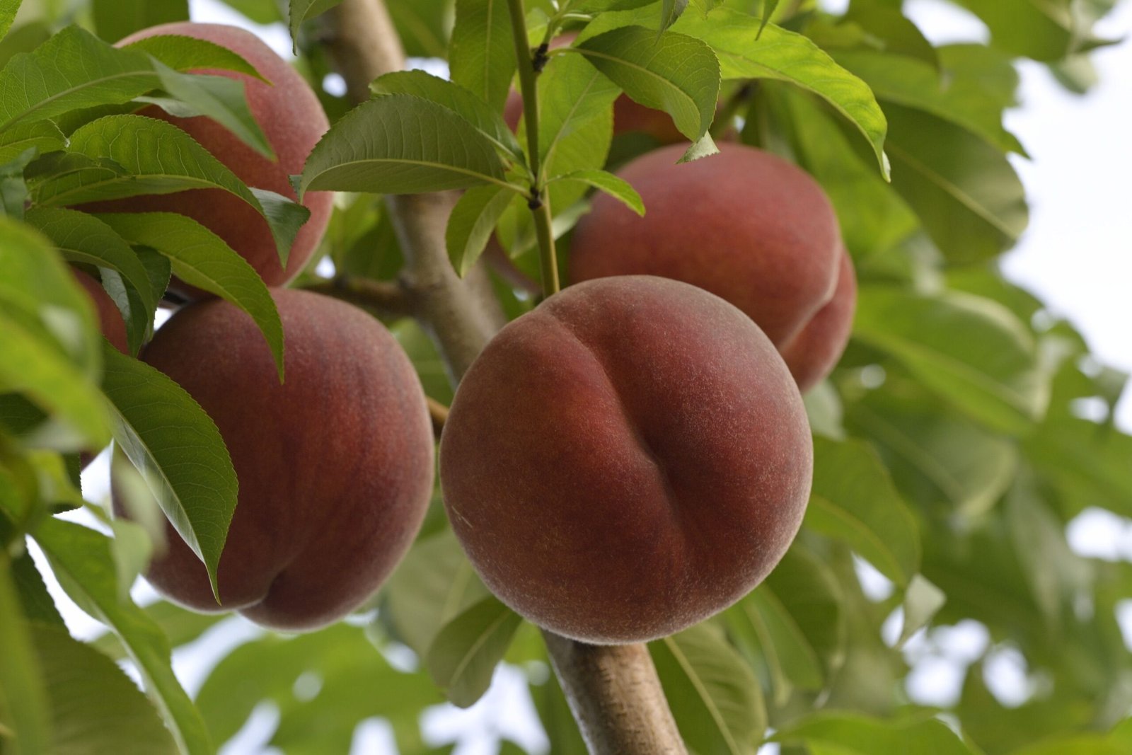 KARIKAR Peach Grafted Live Fruit Plant for Home Garden - Image 3