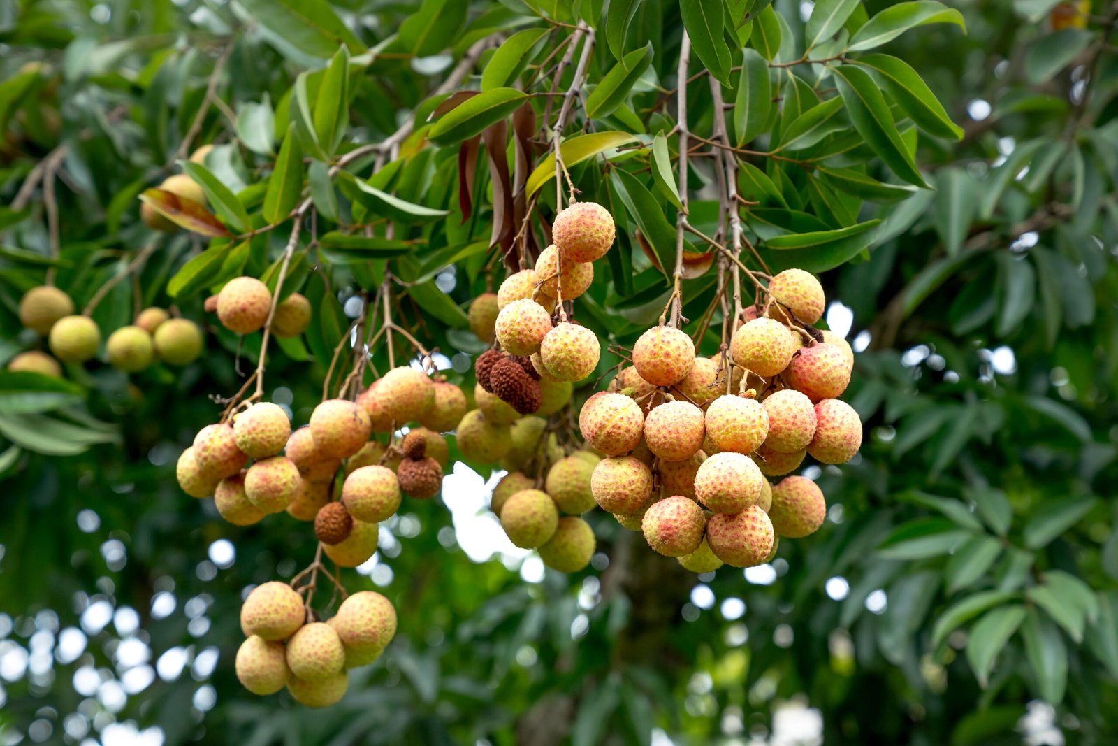 KARIKAR Ruby Longan Grafted Live Fruit Plant – Healthy Longan Tree Plant for Home Garden - Image 2