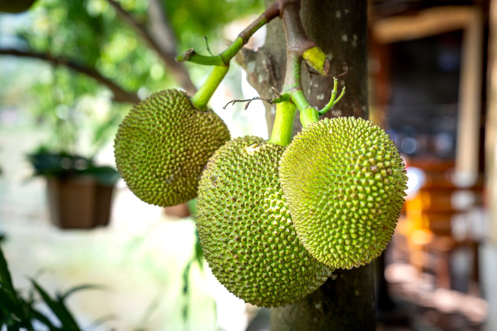 KARIKAR Khaja Jackfruit Grafted Live Fruit Plant – Healthy Jackfruit Tree Plant for Home Garden - Image 2