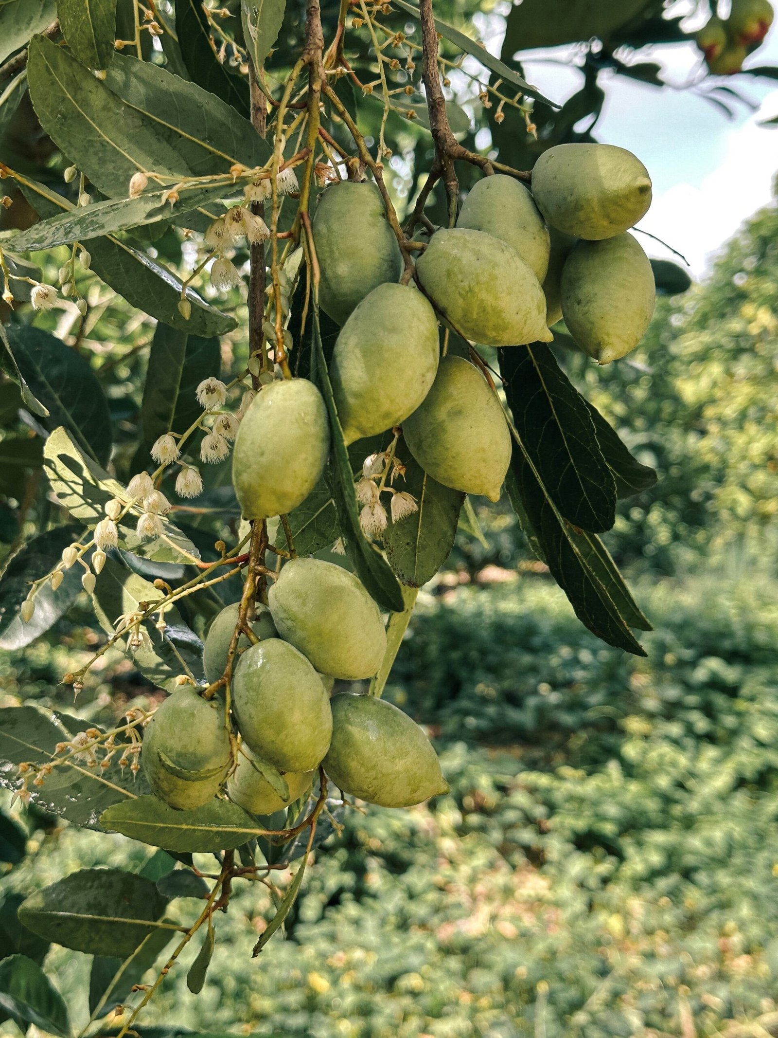KARIKAR Indian Olive(Jolpai) Grafted Live Plant, Healthy Olive Plant for Home Garden - Image 3