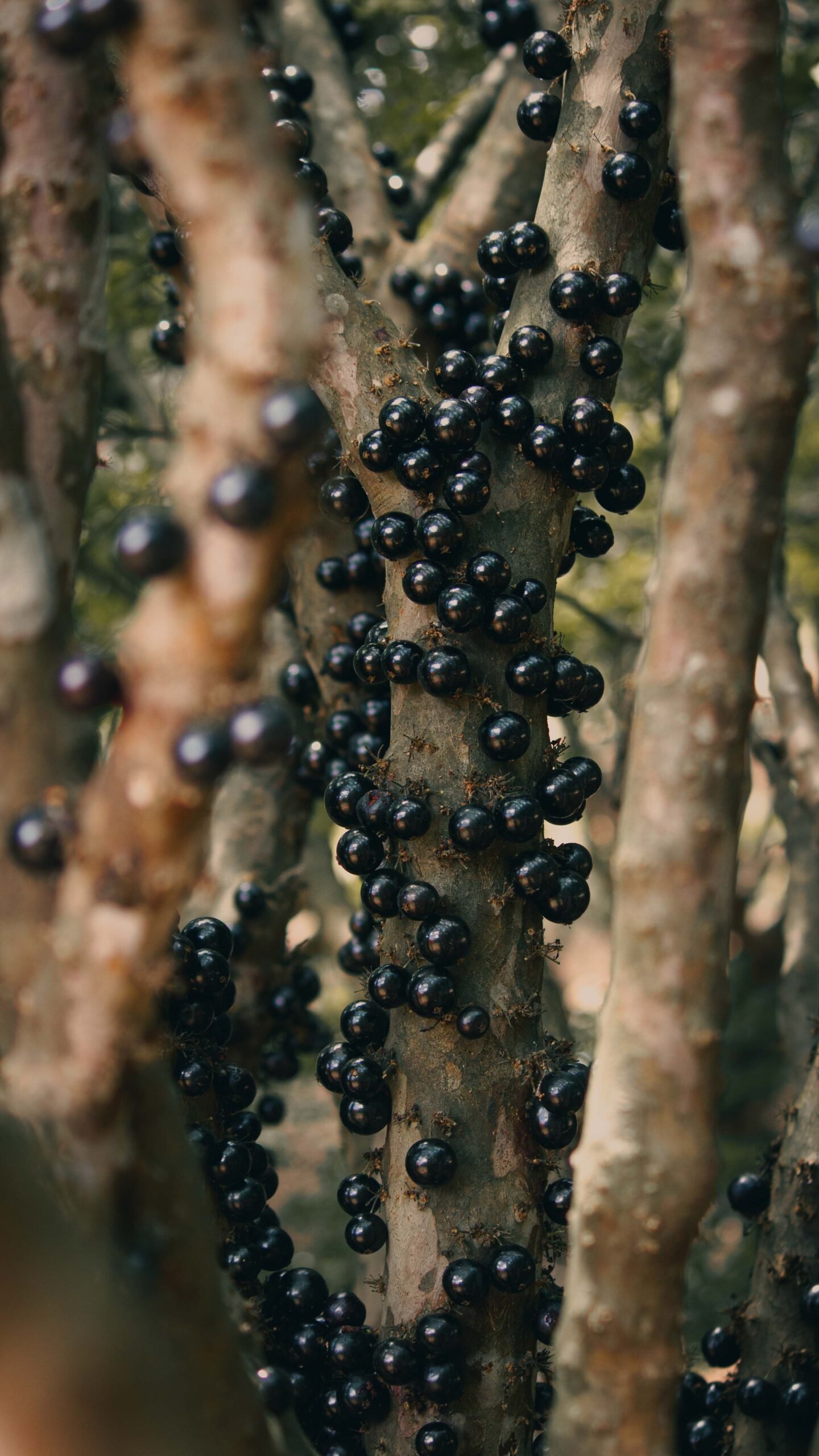 KARIKAR Jaboticaba Grafted Live Plant,Brazilian Grape Tree Plant for Home Garden - Image 3