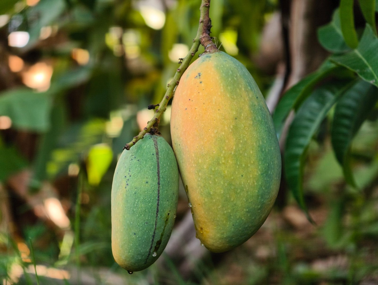 KARIKAR Green Amrapalli Mango Grafted Live Fruit Plant – Healthy Mango Tree for Home Garden - Image 2