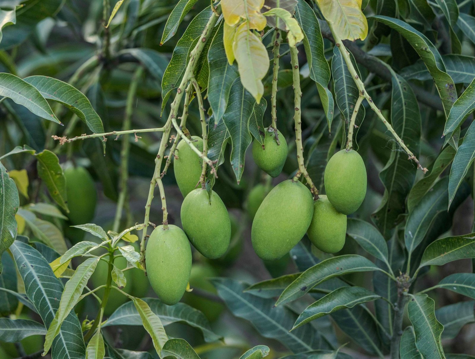 KARIKAR Himsagar Mango Grafted Live Fruit Plant for Home Garden - Image 3