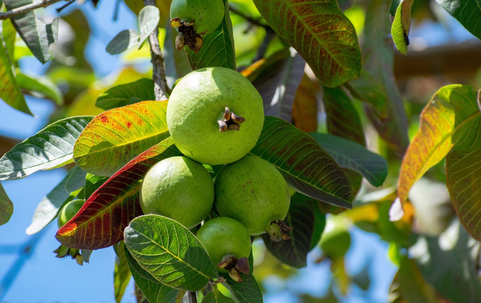 KARIKAR Red Diamond Guava Grafted Live Fruit Plant – Healthy Guava Tree Plant for Home Garden - Image 2