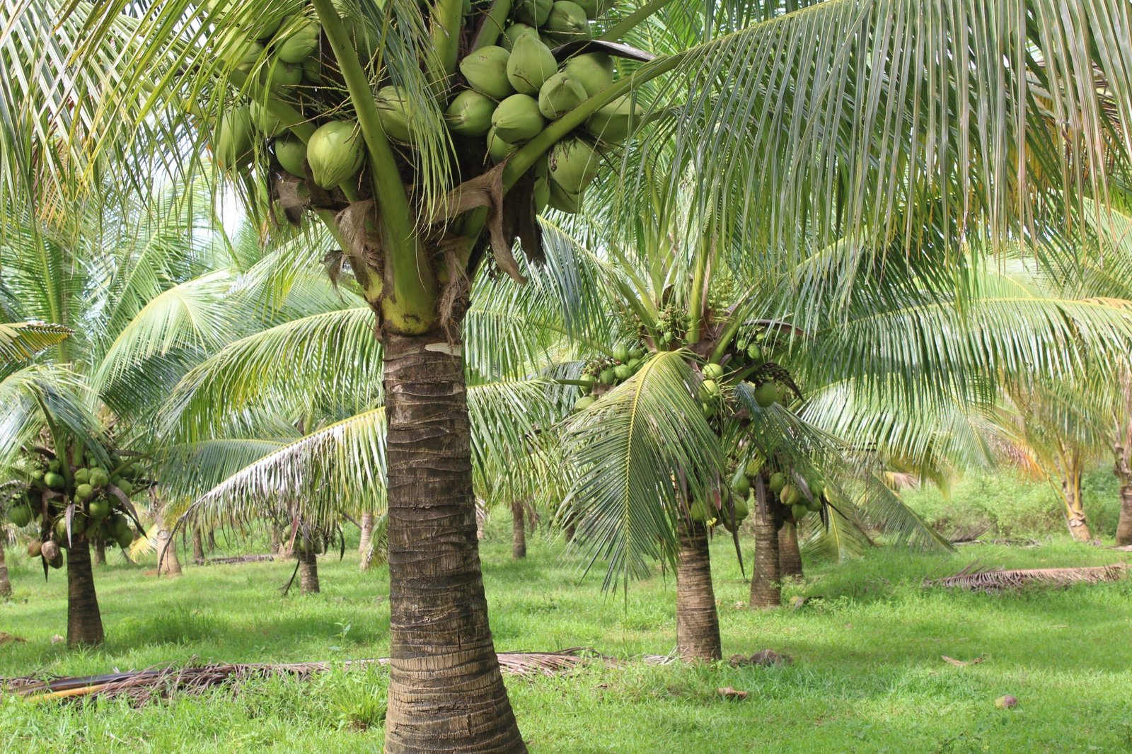 KARIKAR Vietnam Green Dwarf Coconut Grafted Live Plant for Home Garden - Image 3