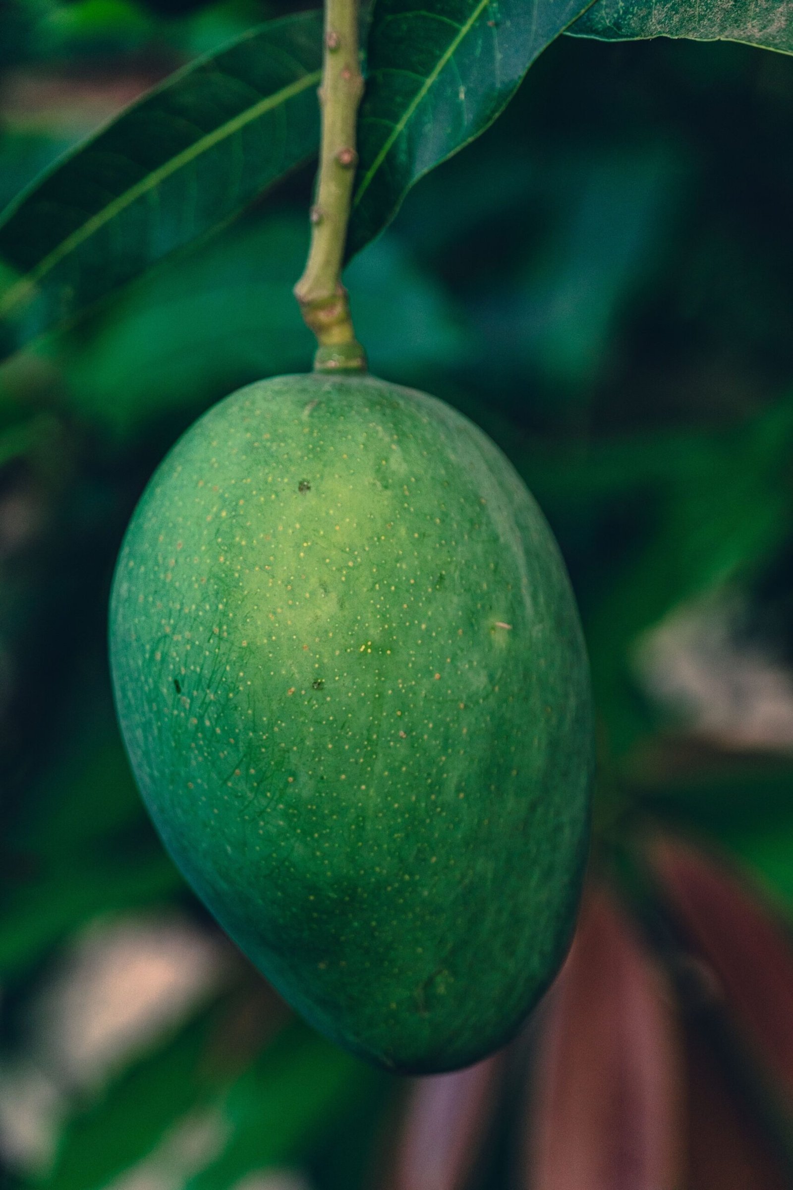 KARIKAR Imam Pasand Mango Grafted Live Fruit Plant for Home Garden - Image 2