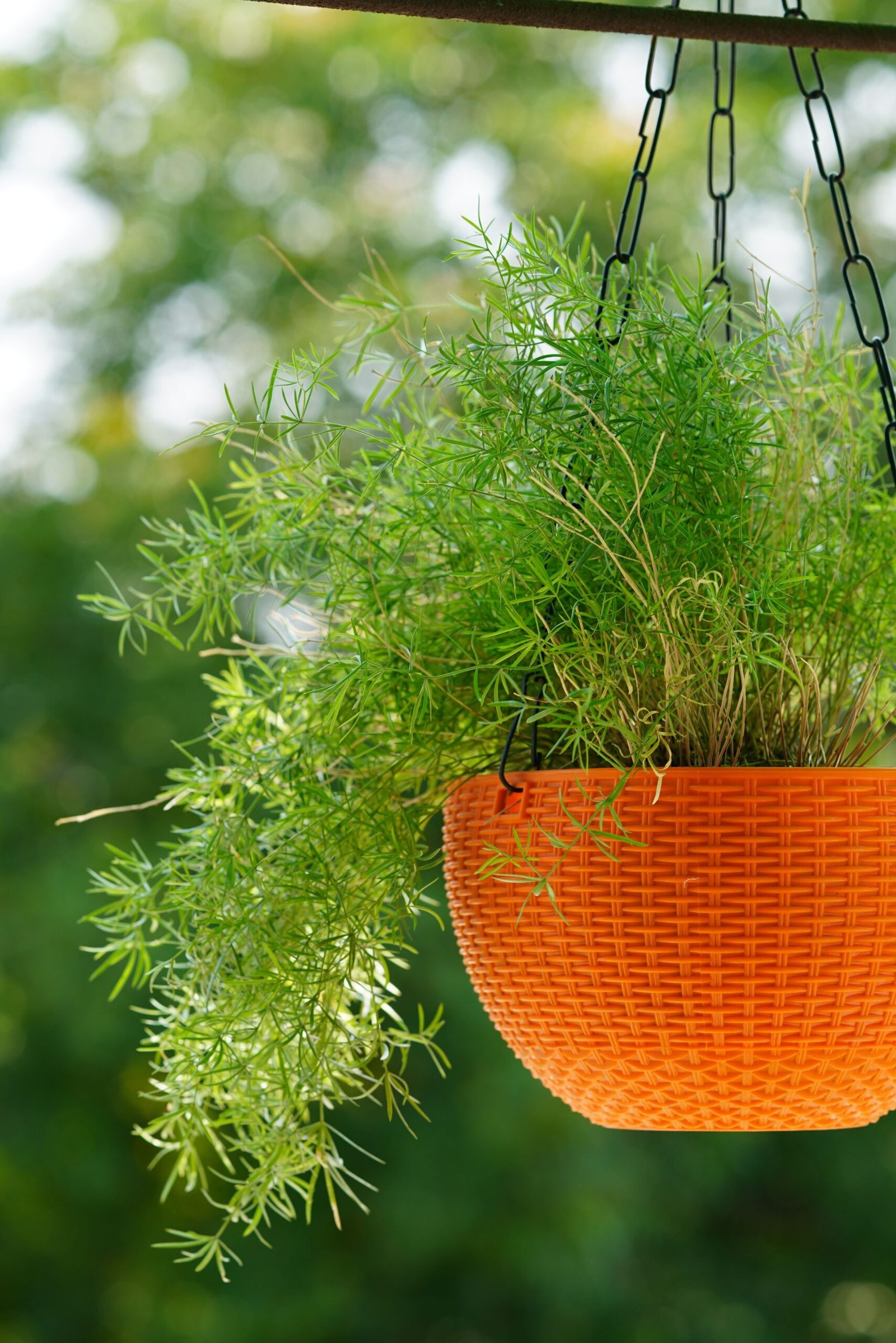 KARIKAR Asparagus Lace Grafted Live Fern Plant for Home Indoor, Balcony & Garden Decor - Image 3