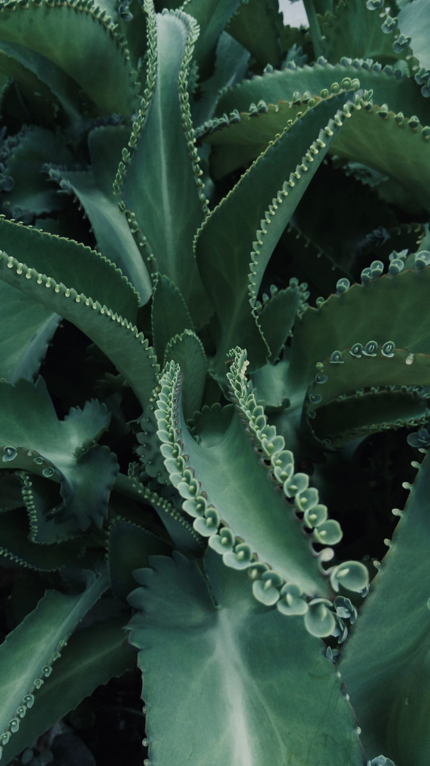 KARIKAR Devil's Backbone Grafted Live Succulent Plant for Home Indoor, Garden and Office Décor - Image 3