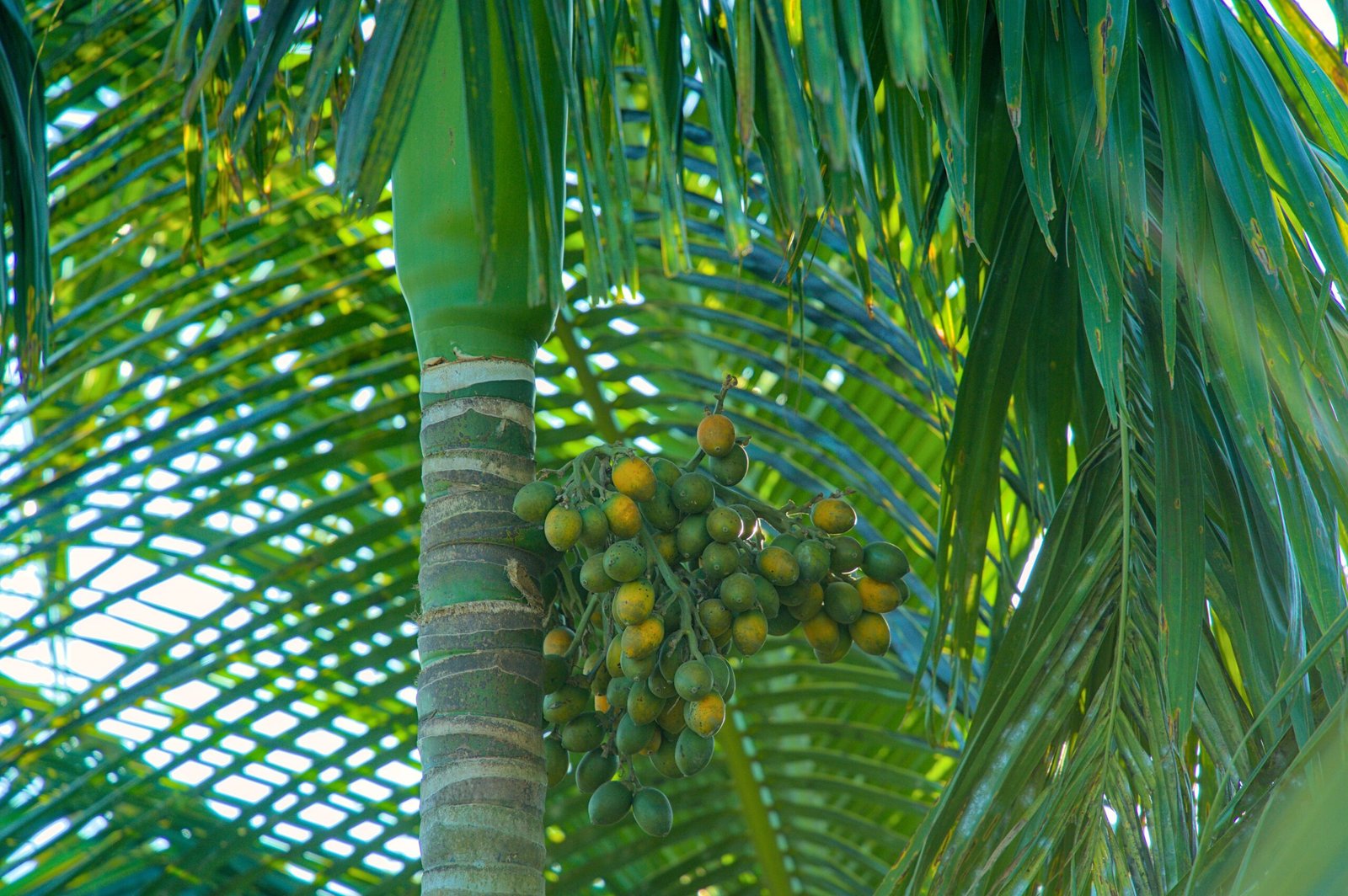 KARIKAR Vietnam Betel Nut(Supari Palm) Grafted Live Plant For Home Garden - Image 2