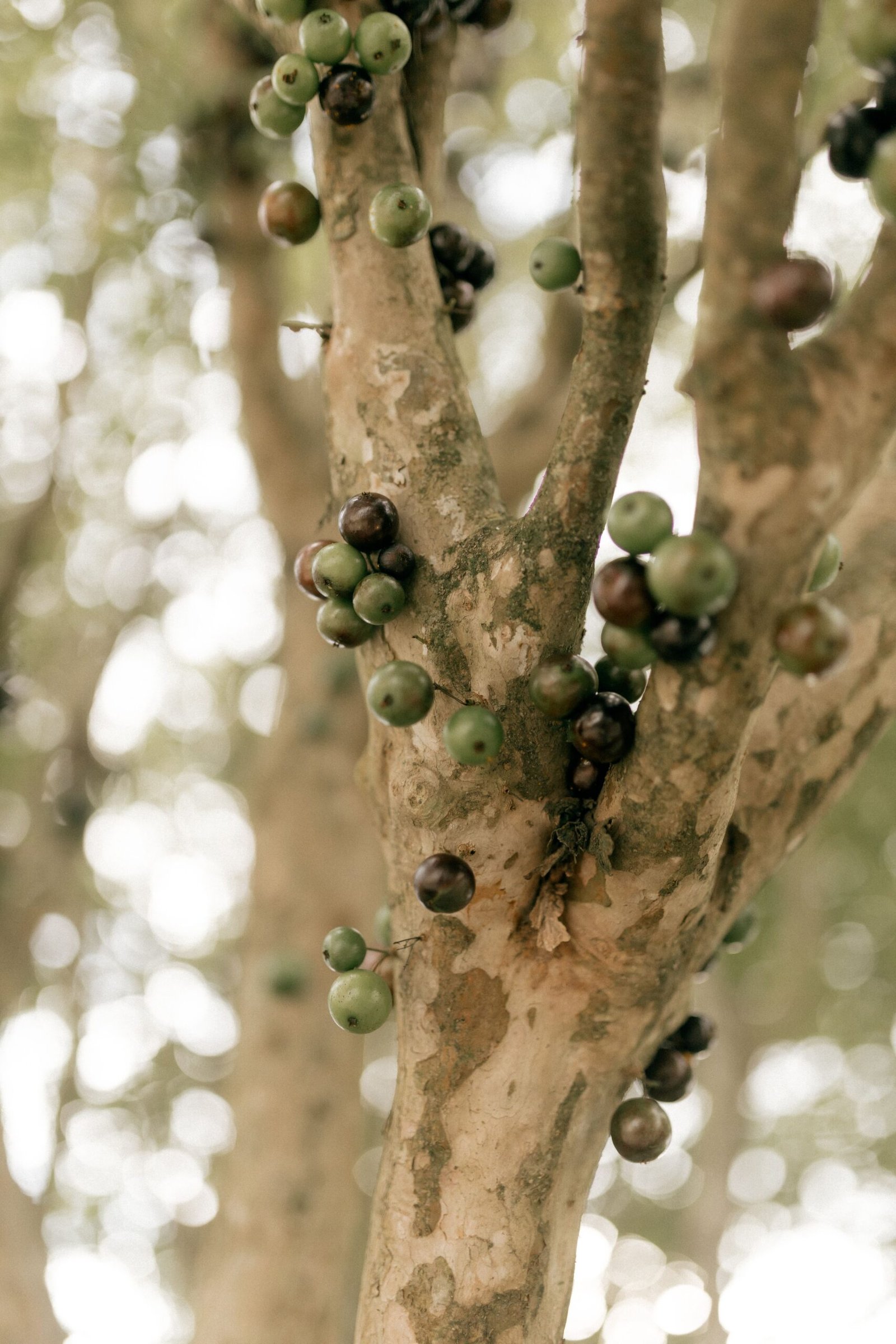 KARIKAR Jaboticaba Grafted Live Plant,Brazilian Grape Tree Plant for Home Garden - Image 2