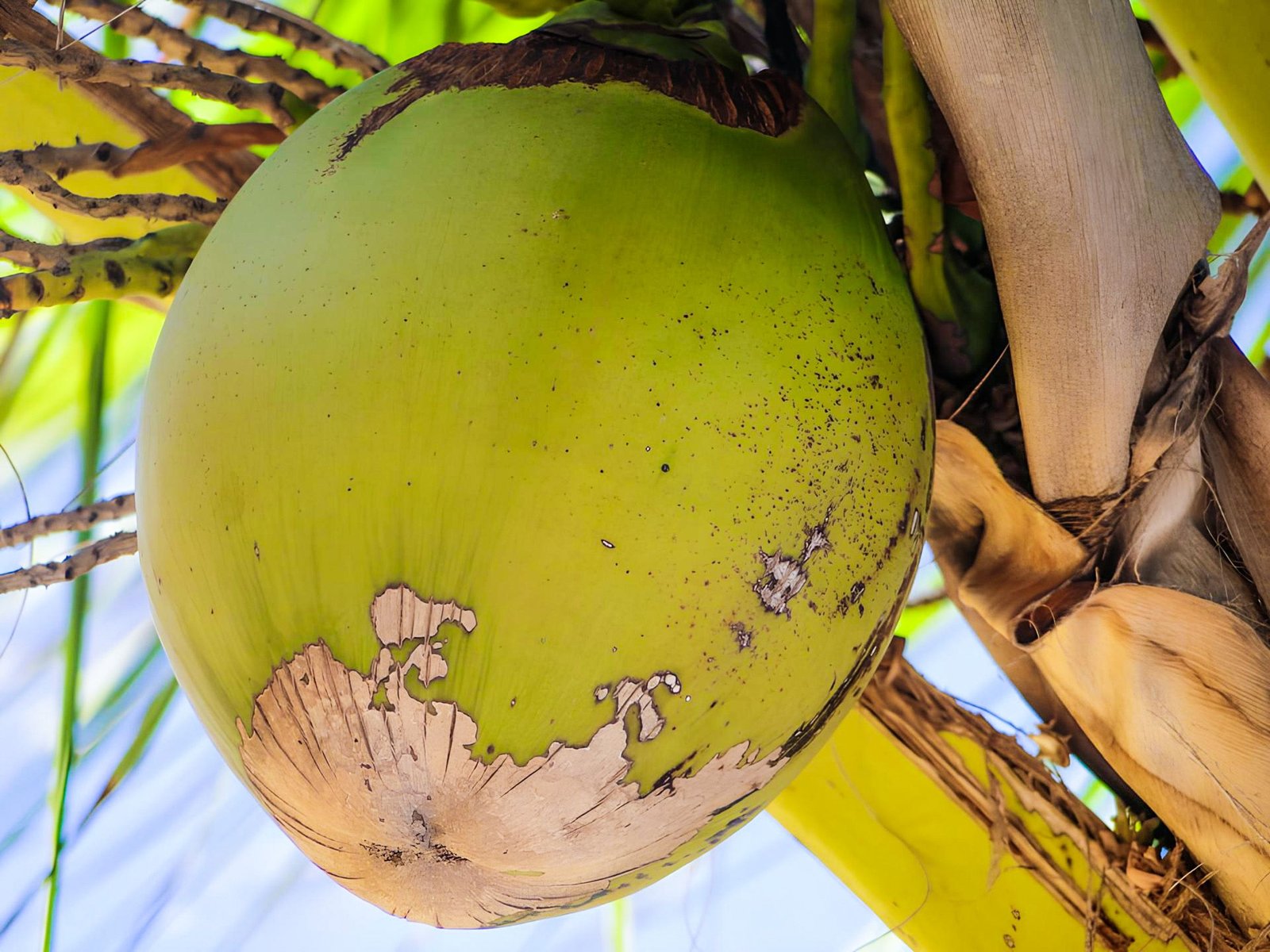 KARIKAR Vietnam Green Dwarf Coconut Grafted Live Plant for Home Garden - Image 2