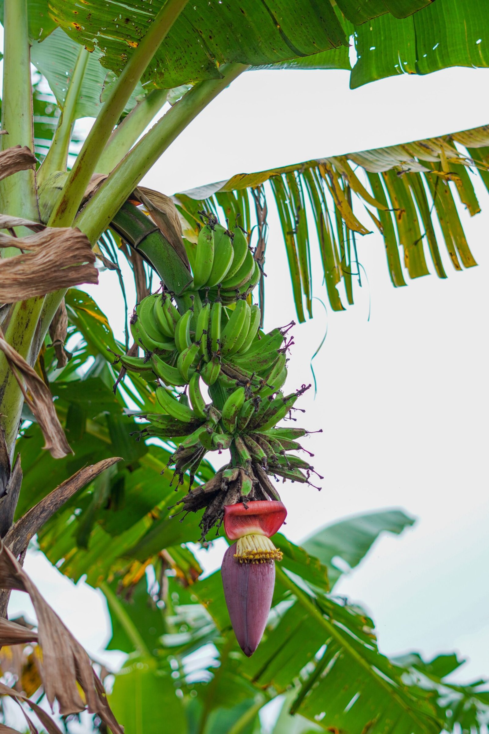 KARIKAR Dwarf Banana Grafted Live Fruit Plant – Healthy Green Banana Bunch for Home Garden - Image 3