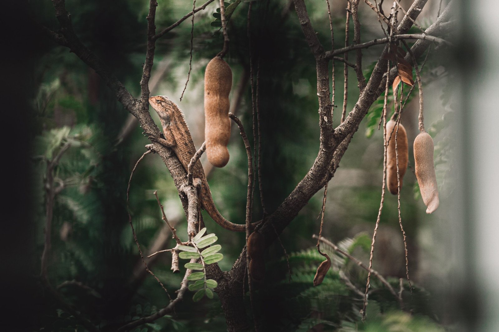 KARIKAR Sour Tamarind Grafted Live Plant for Home Garden - Image 3