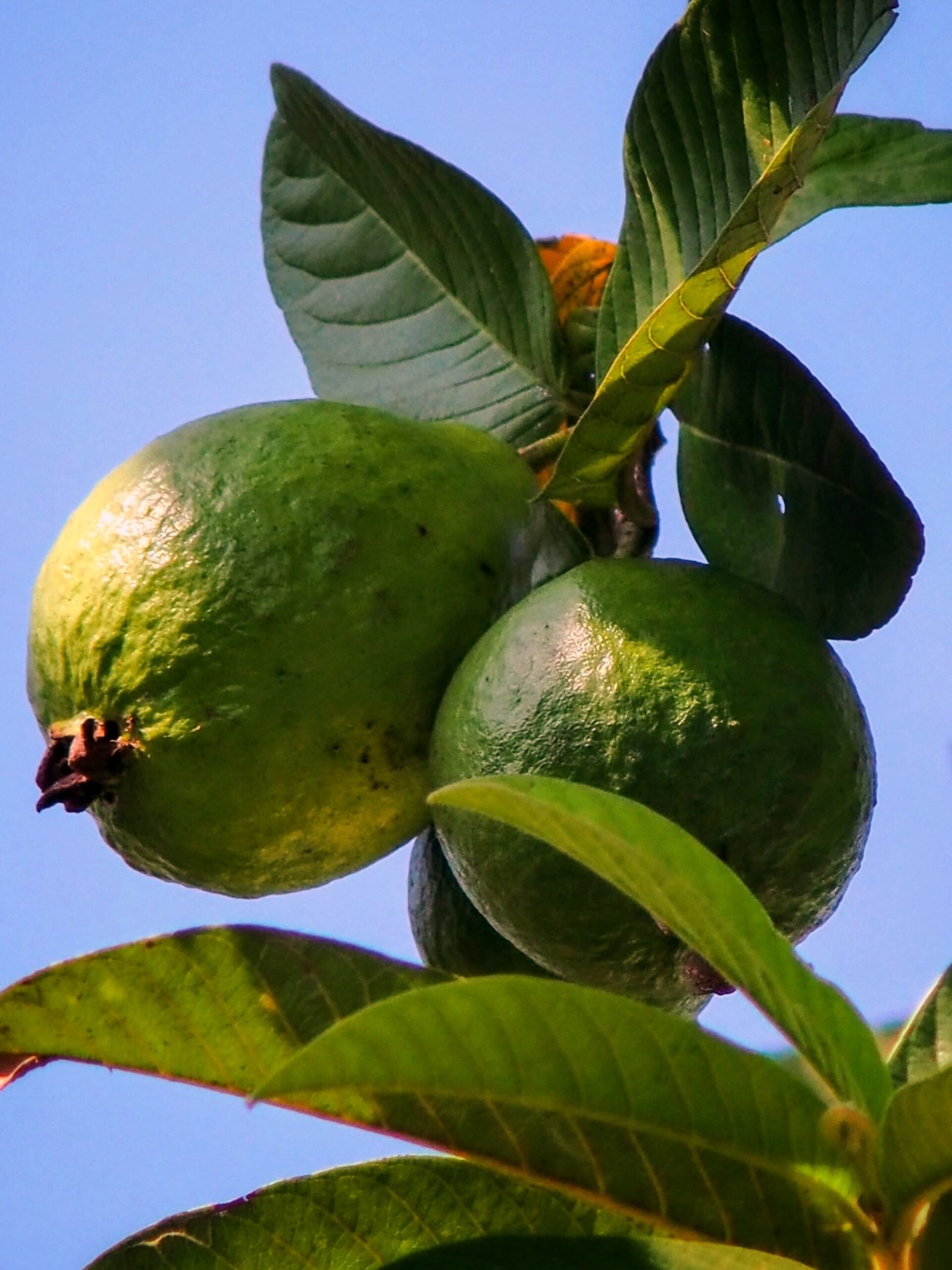KARIKAR Thai Guava Fruit Grafted Live Plant – Healthy Guava Plant for Home Garden - Image 2