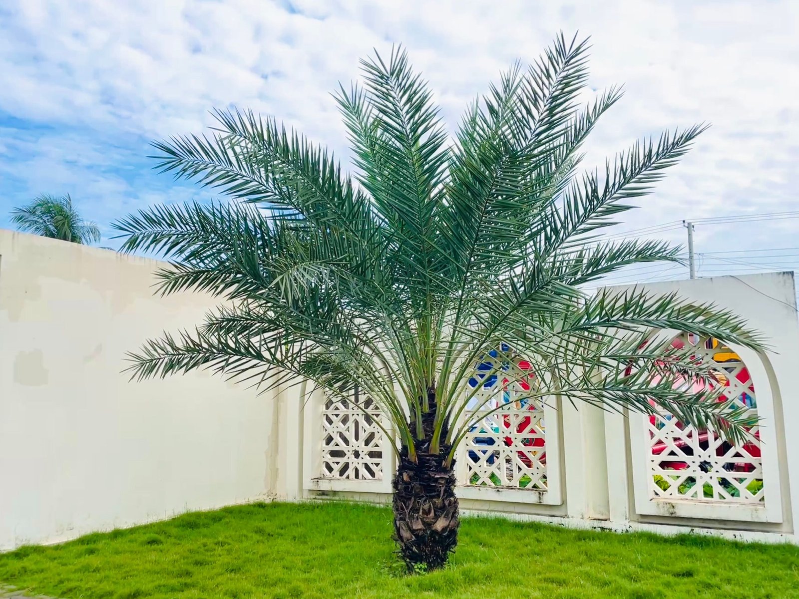 KARIKAR Kohinoor Date Palm Grafted Live Plant (Khejur), Tropical Palm Tree Plant for Home Garden - Image 3
