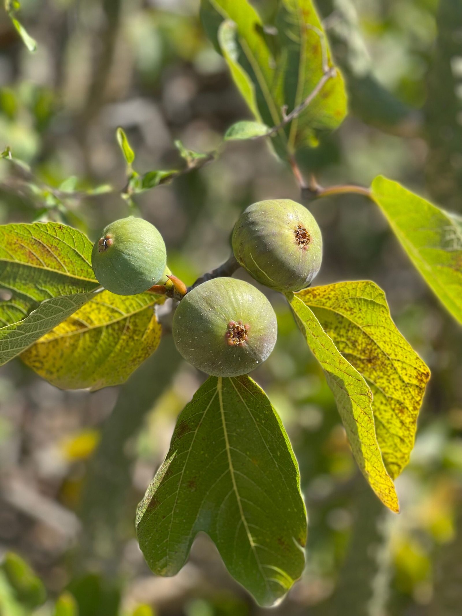 KARIKAR Turkey Fig Fruit Grafted Live Plant – Healthy Turkey Fig Plant for Home Garden - Image 3