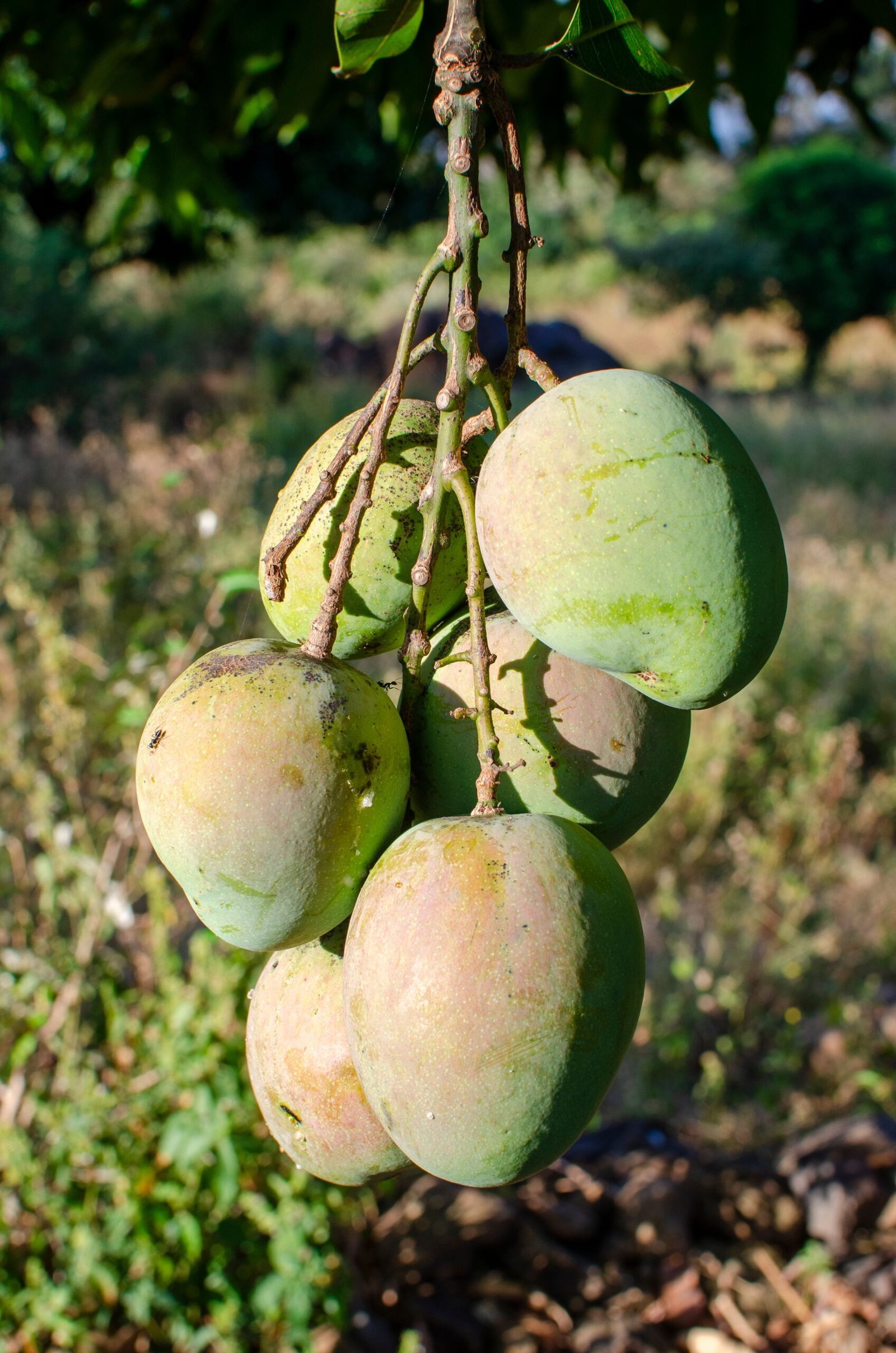 KARIKAR Katimon Mango Grafted Live Fruit Plant for Home Garden - Image 3