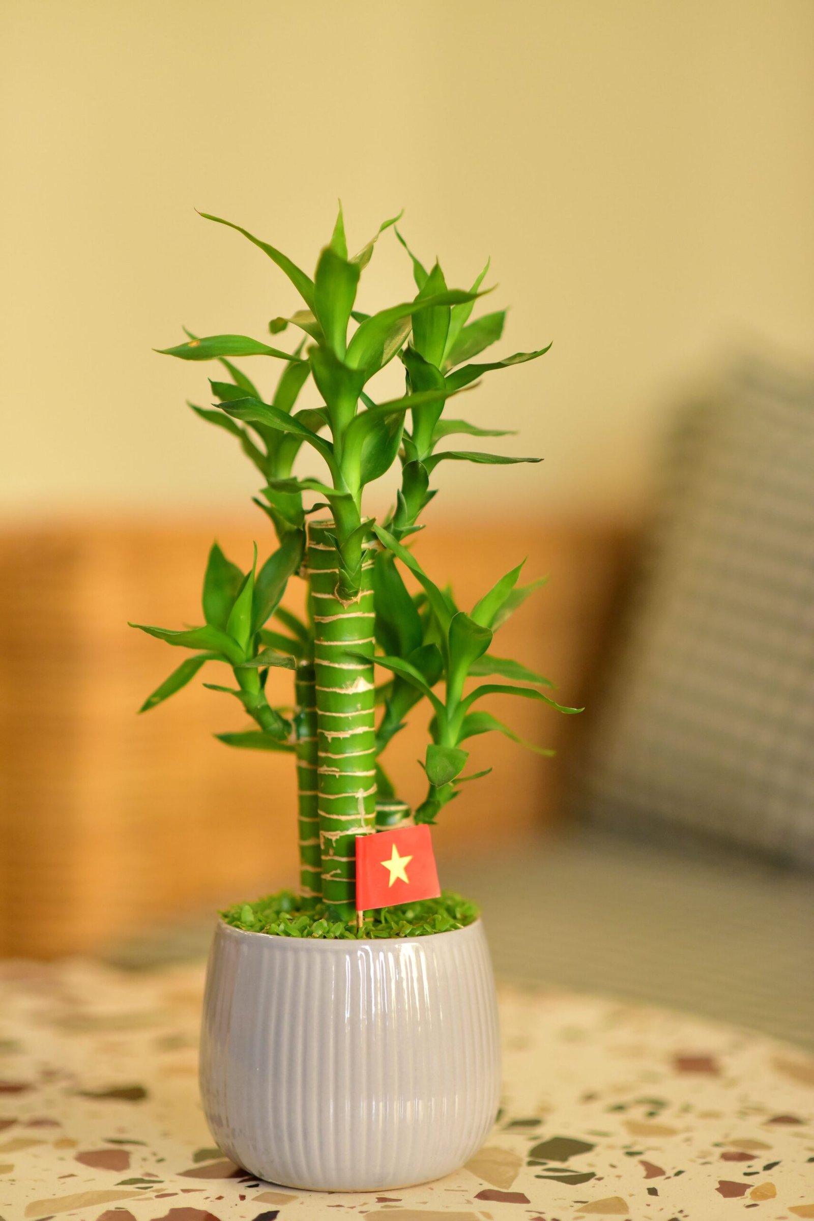 KARIKAR Lucky Bamboo Live Plant – Decorative Indoor Bamboo Plant in Ceramic Pot - Image 3