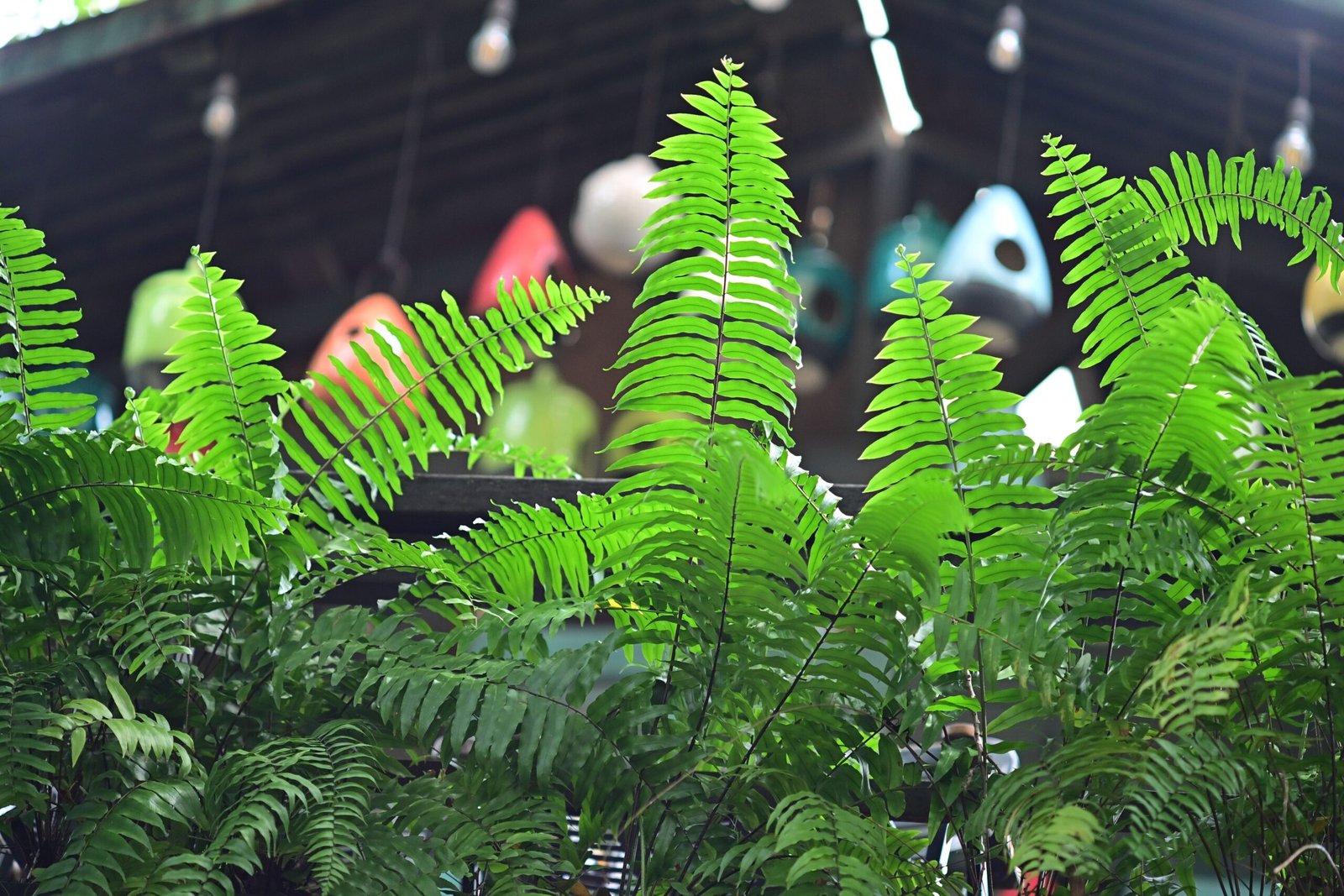 KARIKAR Golden Boston Fern Grafted Live Fern Plant for Home Indoor, Office, Balcony & Garden Decoration - Image 3