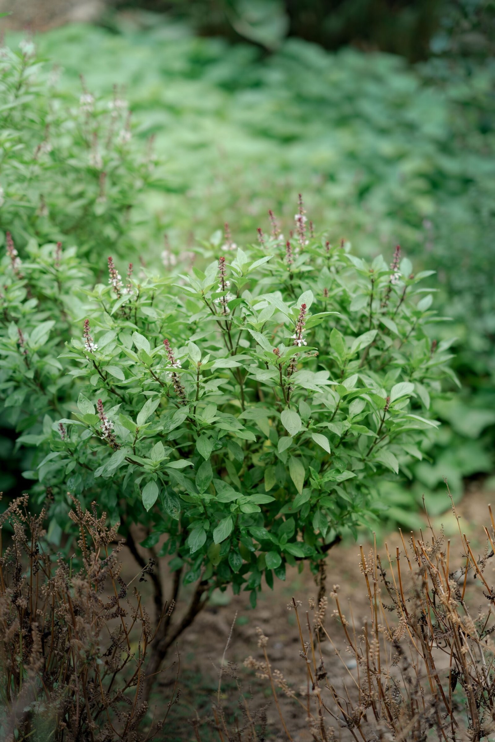 KARIKAR Tulsi (Camphor Basil) Grafted Live Plant, Aromatic Green Herbal Plant for Home Garden - Image 2