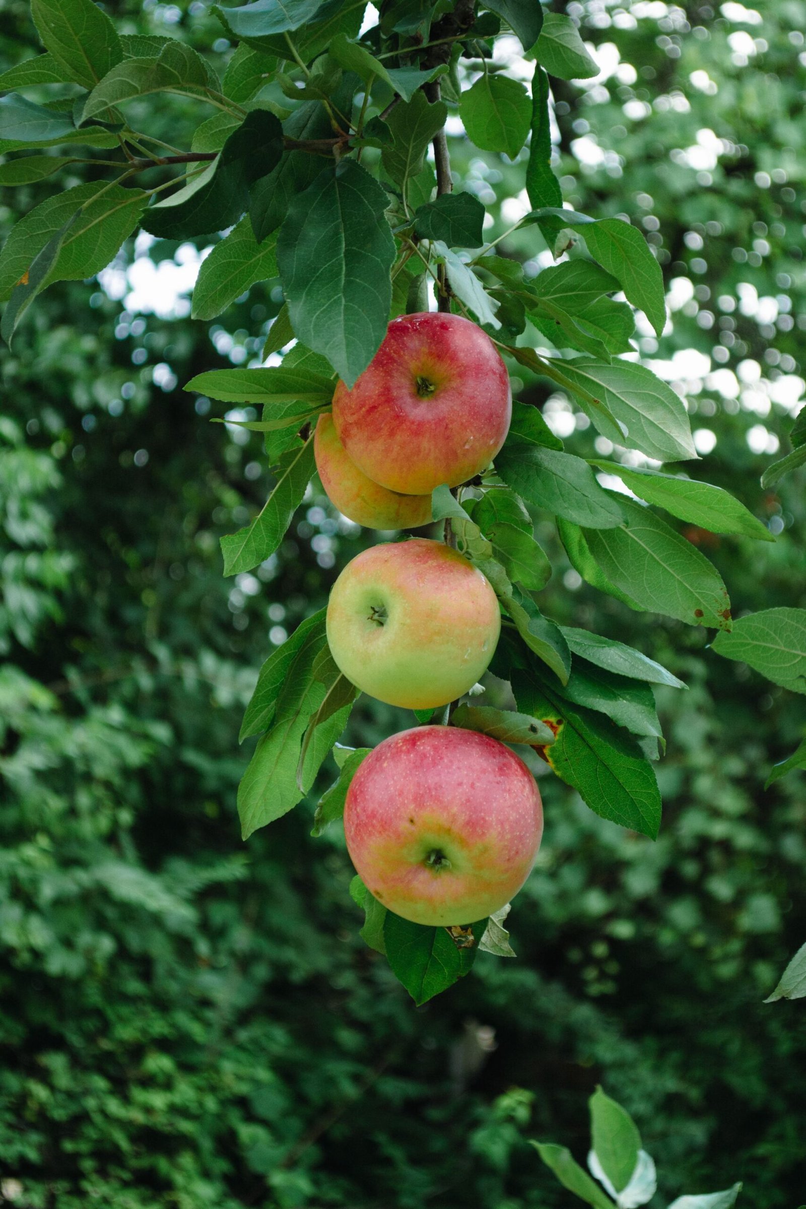KARIKAR Kashmiri Apple Grafted Live Fruit Plant for Home Garden - Image 3