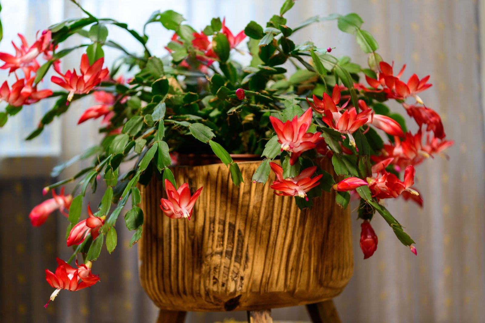 KARIKAR Red ZygoCactus / Crab Cactus Grafted Live Succulent Plant for Home Indoor, Garden and Office Décor - Image 2