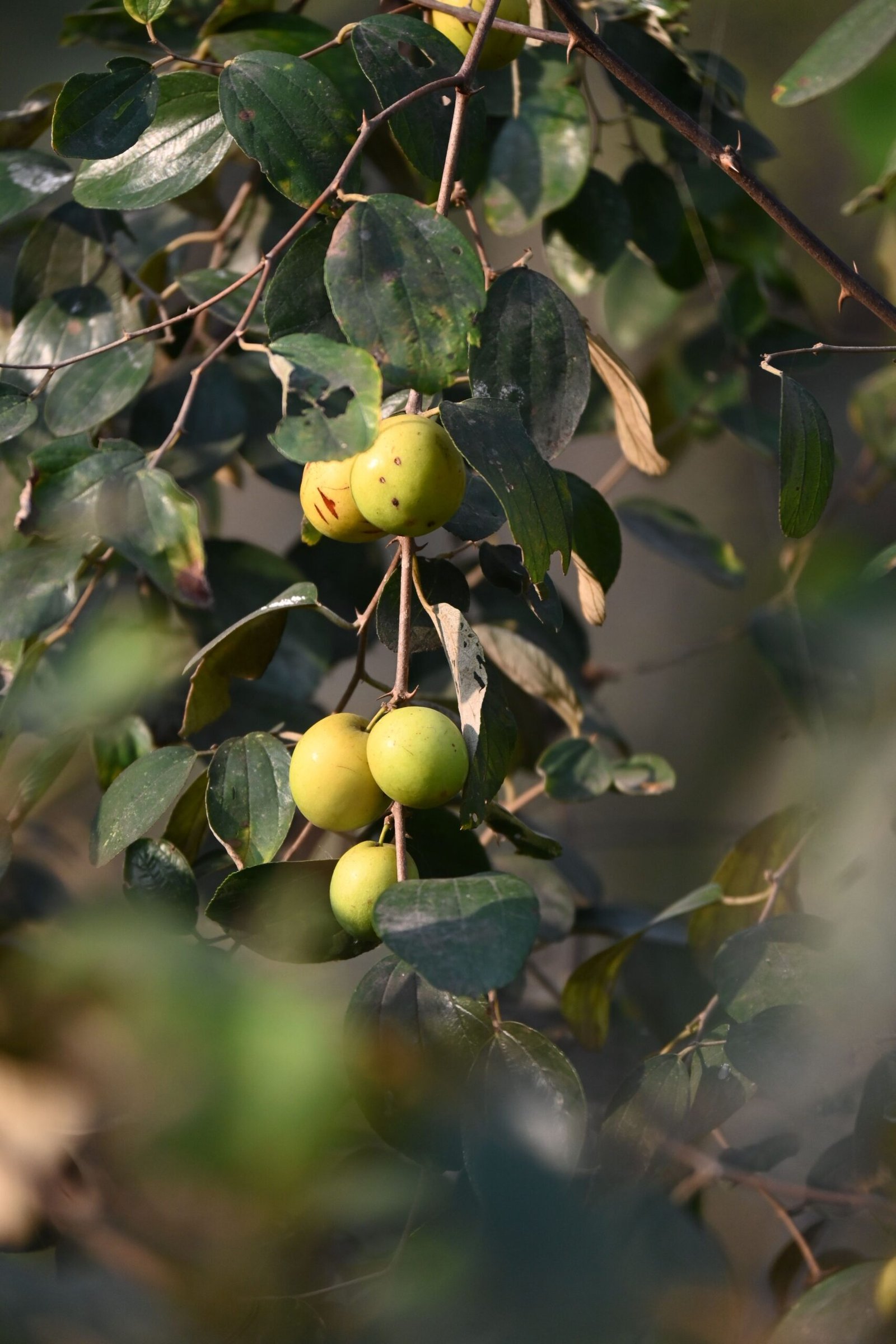 KARIKAR Alien-16 Jujube Grafted Live Fruit Plant – Healthy Ber Tree Plant for Home Garden - Image 3