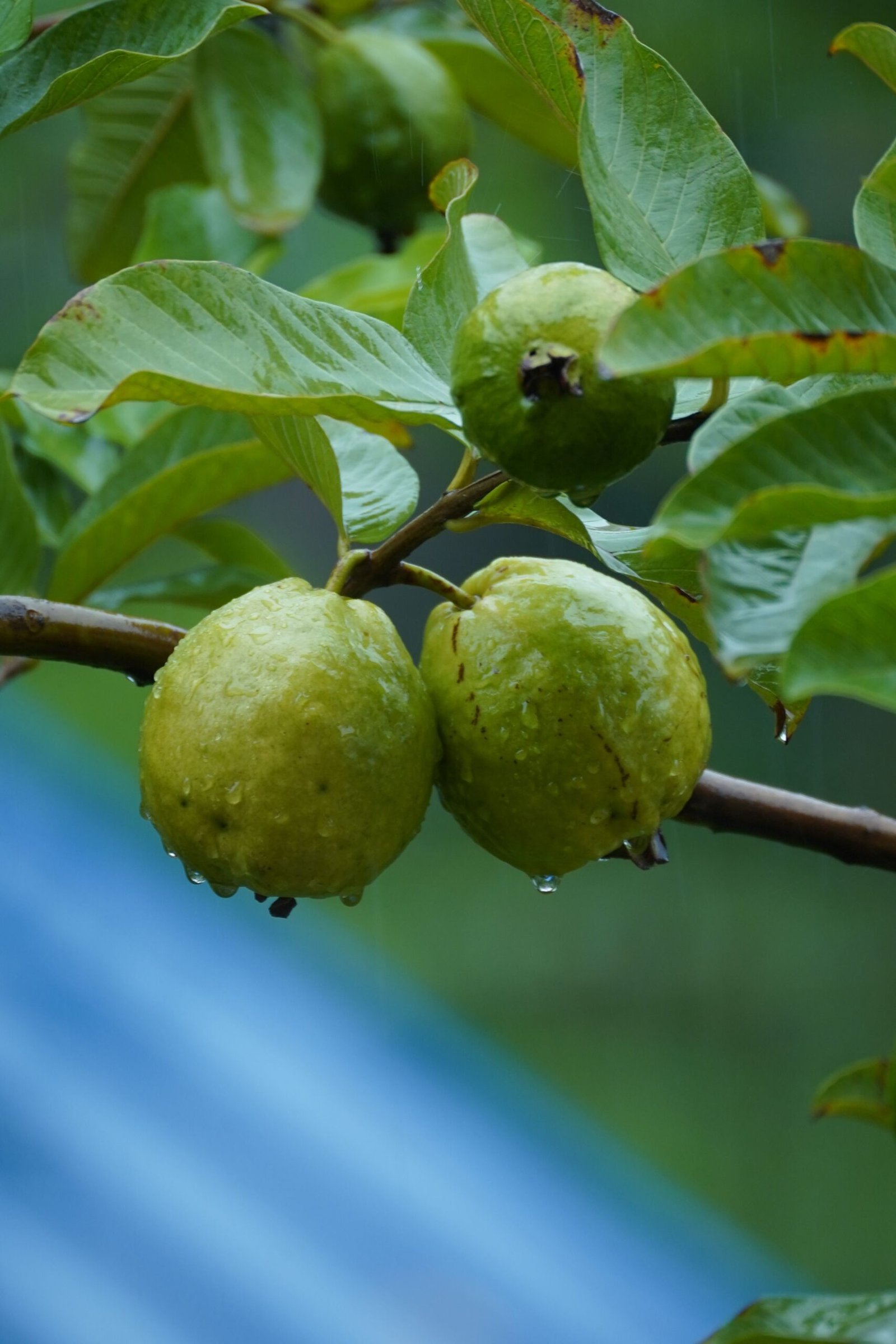 KARIKAR Thai Guava Fruit Grafted Live Plant – Healthy Guava Plant for Home Garden - Image 3