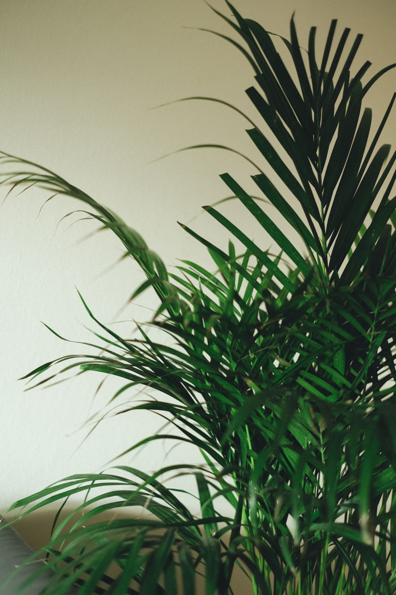KARIKAR Areca Palm Grafted Live Fern Plant for Home Indoor, Office, Balcony & Garden Decoration - Image 3
