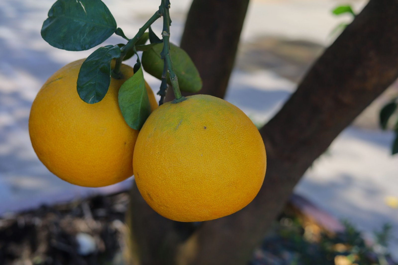KARIKAR Red Pomelo Grafted Live Fruit Plant – Healthy Pomelo Tree Plant for Home Garden - Image 2