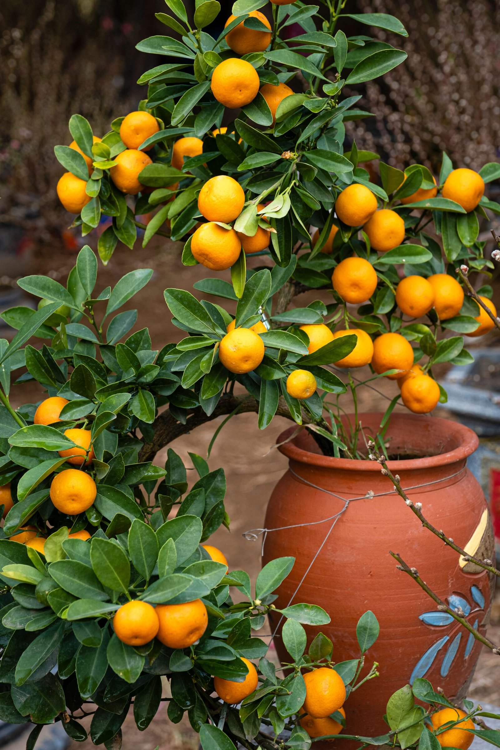 KARIKAR Pakistani Yellow Malta Grafted Live Fruit Plant – Healthy Citrus Tree Plant for Home Garden - Image 2
