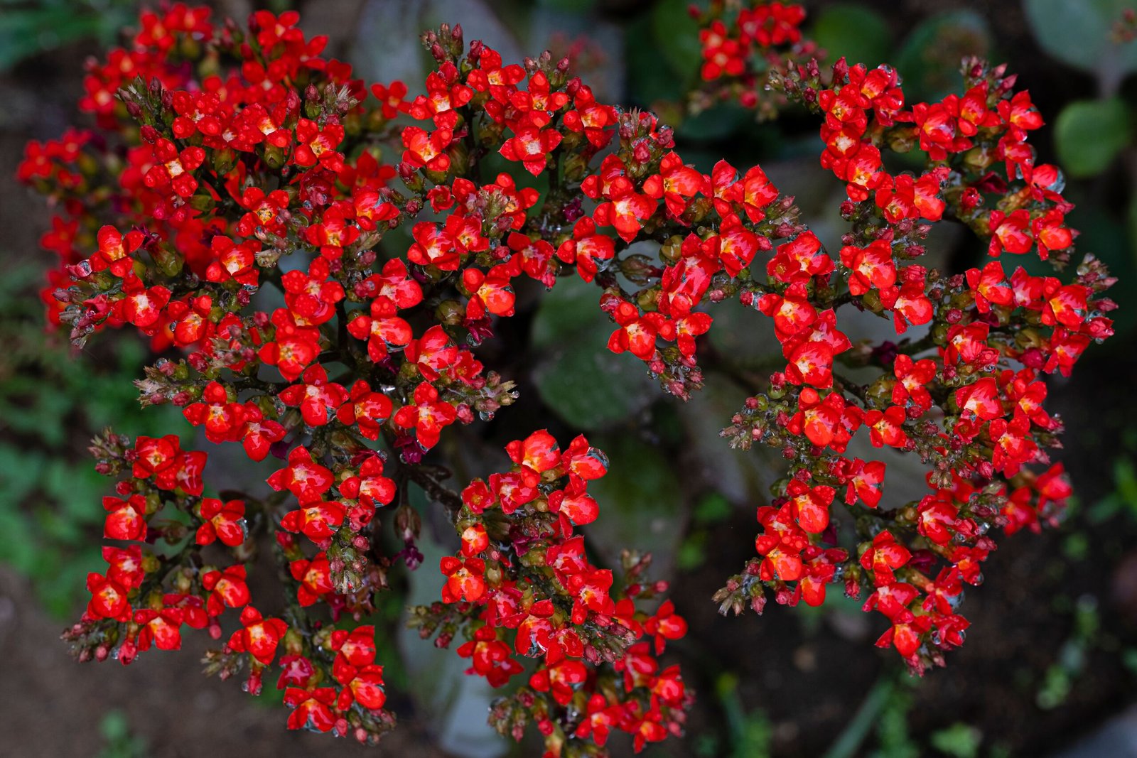 KARIKAR Red Kalanchoe Grafted Live Succulent Plant for Home Indoor, Balcony, Garden and Office Décor - Image 3