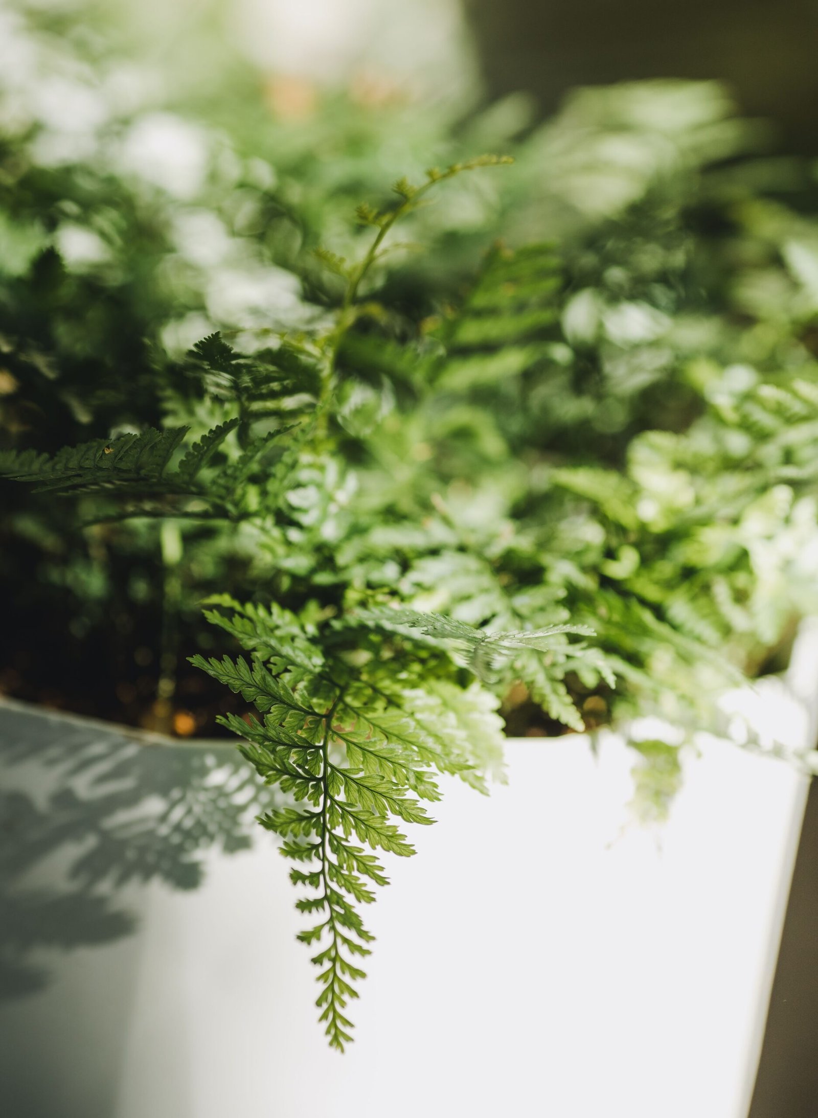 KARIKAR Rabbit Foot Grafted Live Fern Plant for Home, Office, Balcony & Indoor Garden Decoration - Image 3