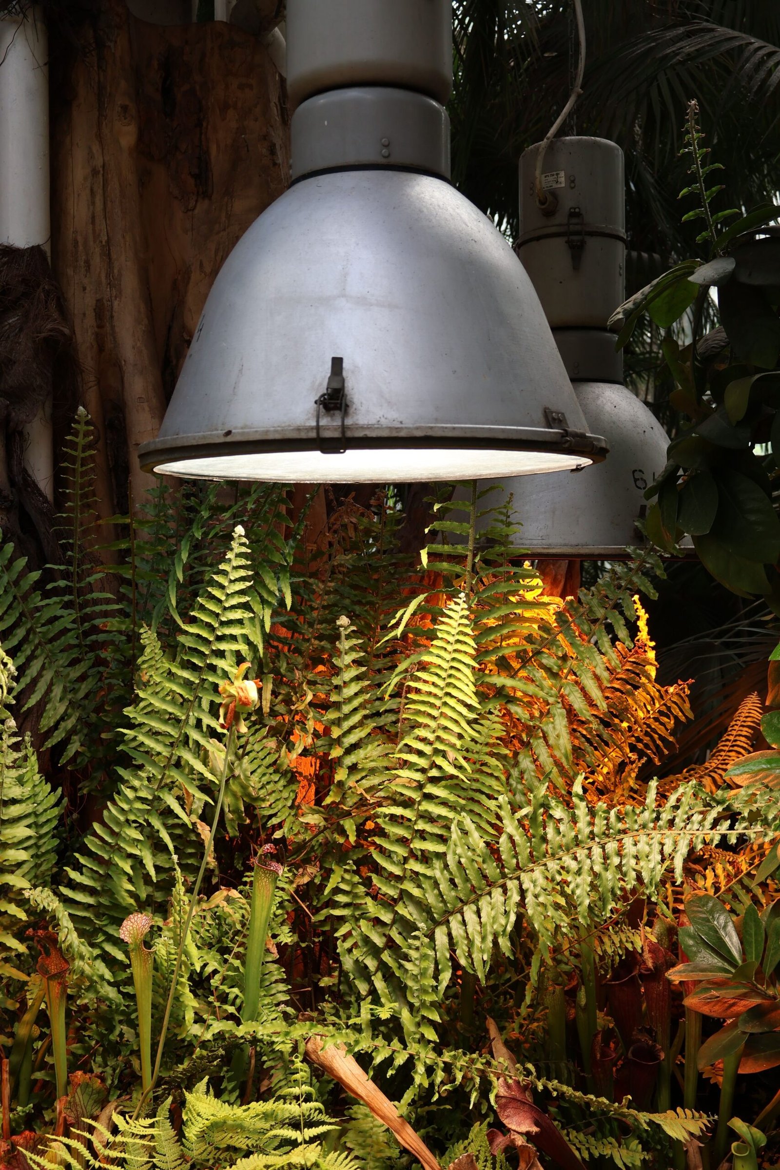 KARIKAR Silver Fern Grafted Live Fern Plant for Home Garden, Balcony, Terrace & Indoor Decoration - Image 3
